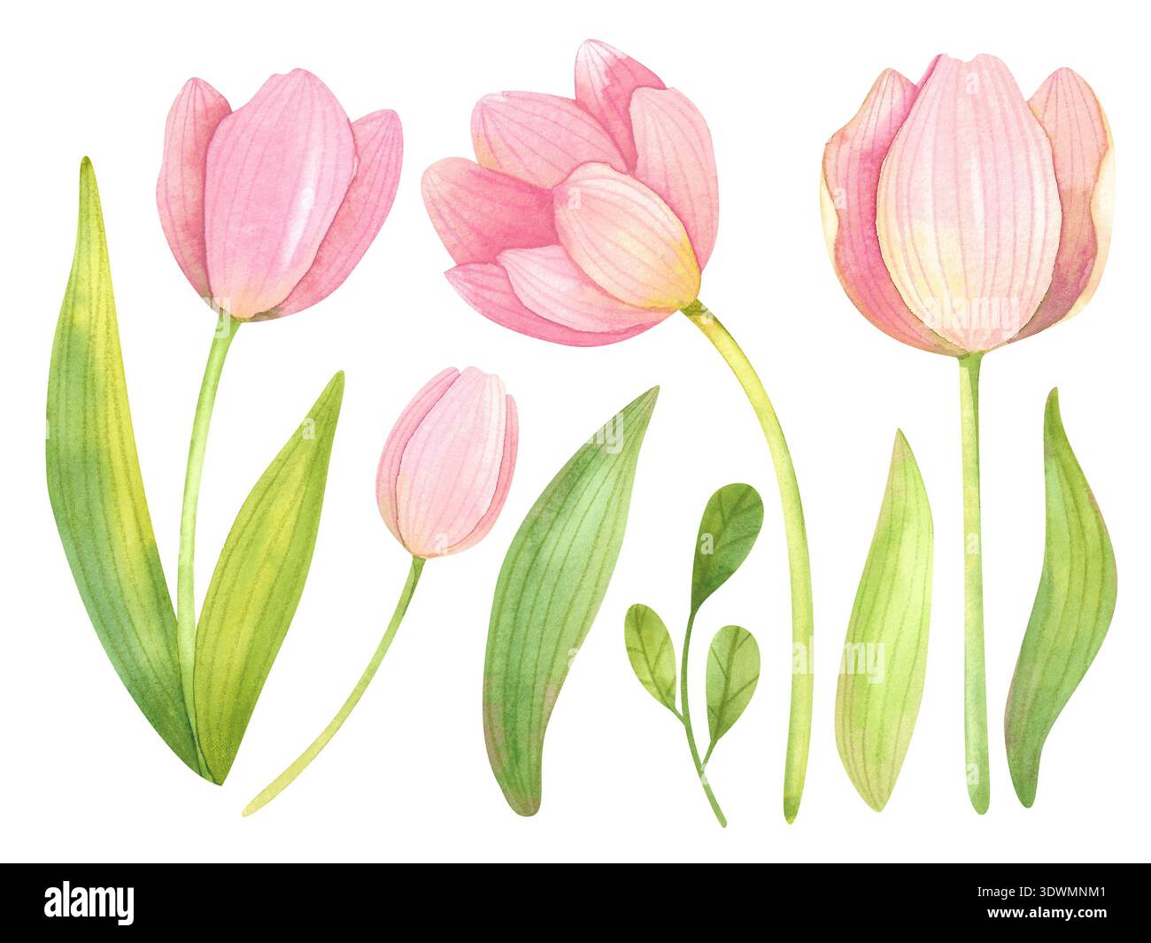Set of watercolor illustrations of fresh tulips. Pink spring flowers ...