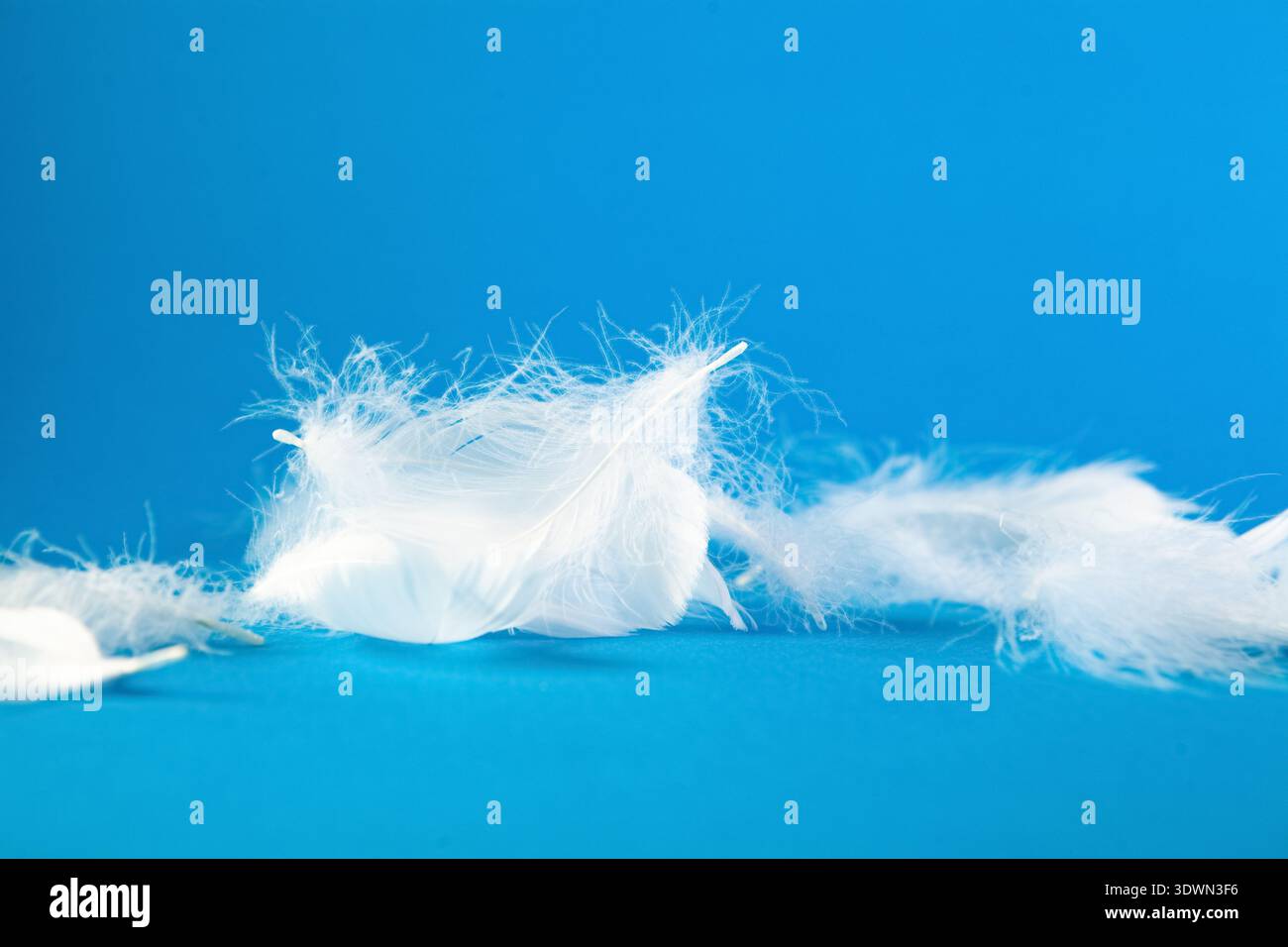 white fluffy feather on blue background Stock Photo