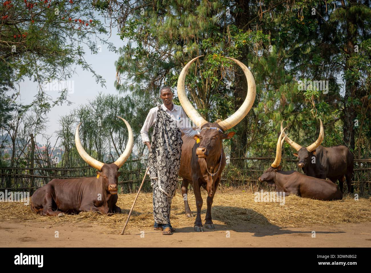 Inyambo rwanda cattle hi-res stock photography and images - Alamy