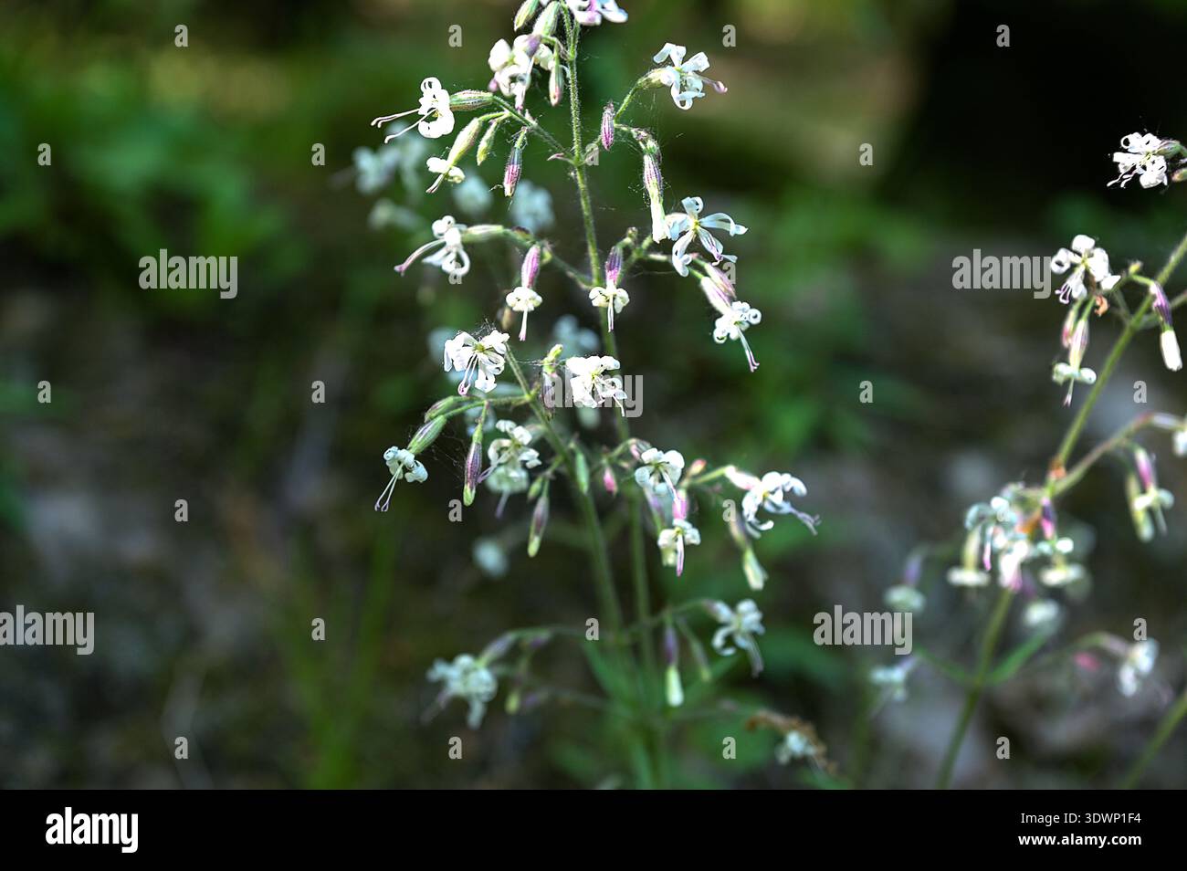 (Silene nutans) is a species of flowering plants of the Caryophyllaceae family.Silene nutans, Nottingham Catchfly, Caryophyllaceae. Wild plant shot in Stock Photo