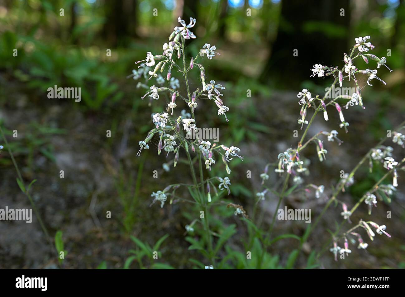 (Silene nutans) is a species of flowering plants of the Caryophyllaceae family.Silene nutans, Nottingham Catchfly, Caryophyllaceae. Wild plant shot in Stock Photo