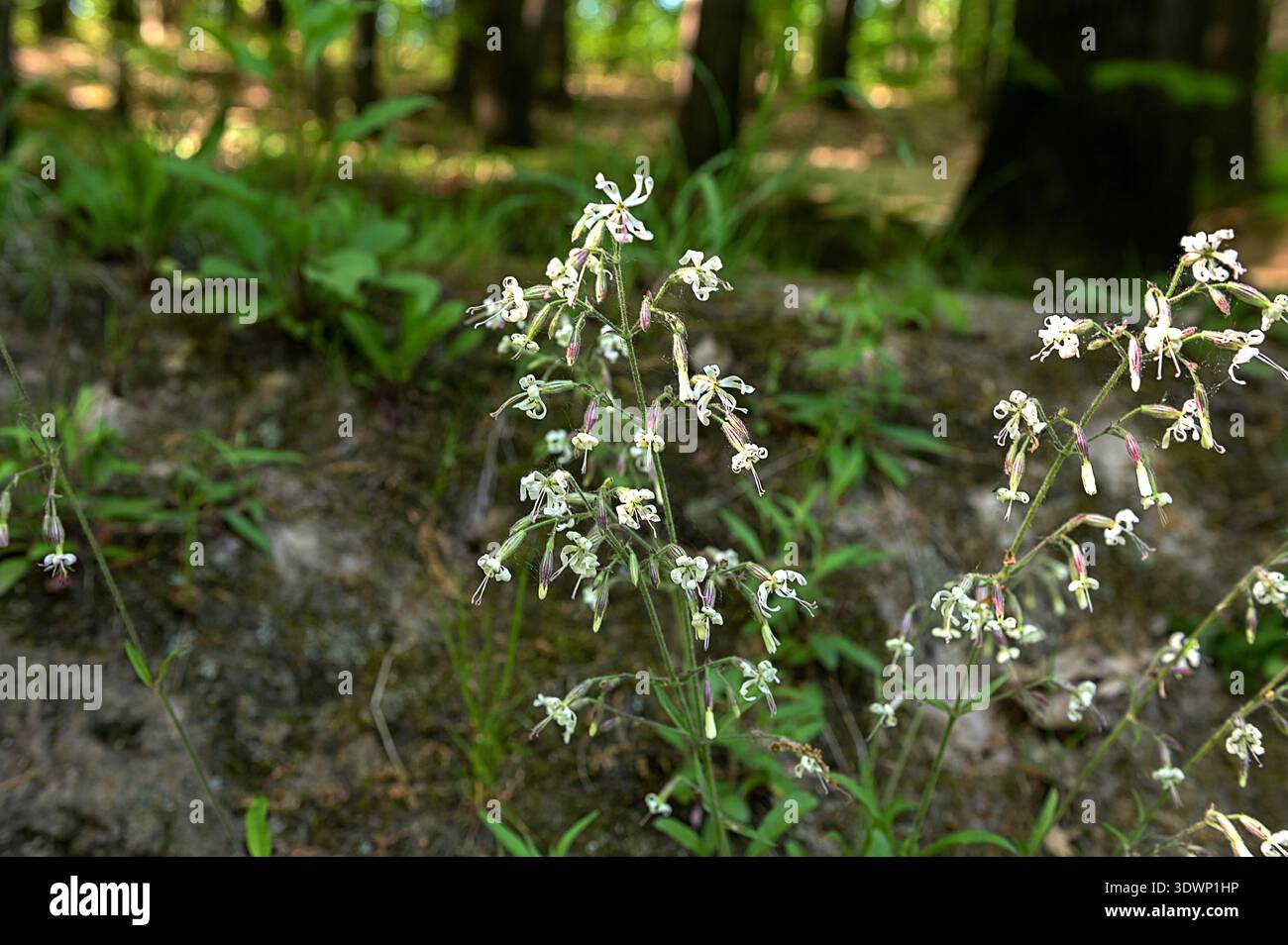 (Silene nutans) is a species of flowering plants of the Caryophyllaceae family.Silene nutans, Nottingham Catchfly, Caryophyllaceae. Wild plant shot in Stock Photo