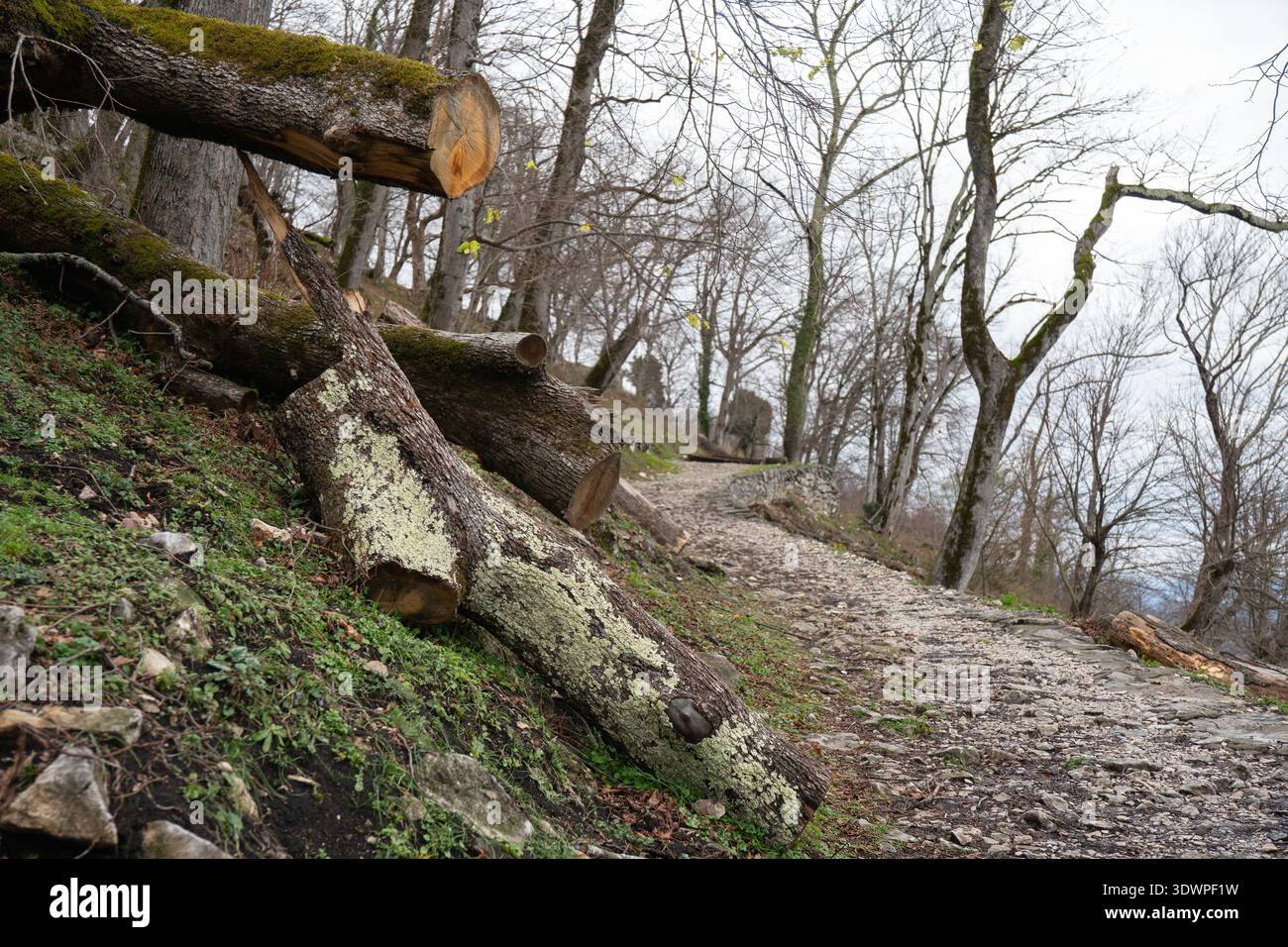 Forest trail with fallen tree logs, moss covered trunks and stone path on hillside in Abkhazia under overcast sky. Environmental storytelling Stock Photo