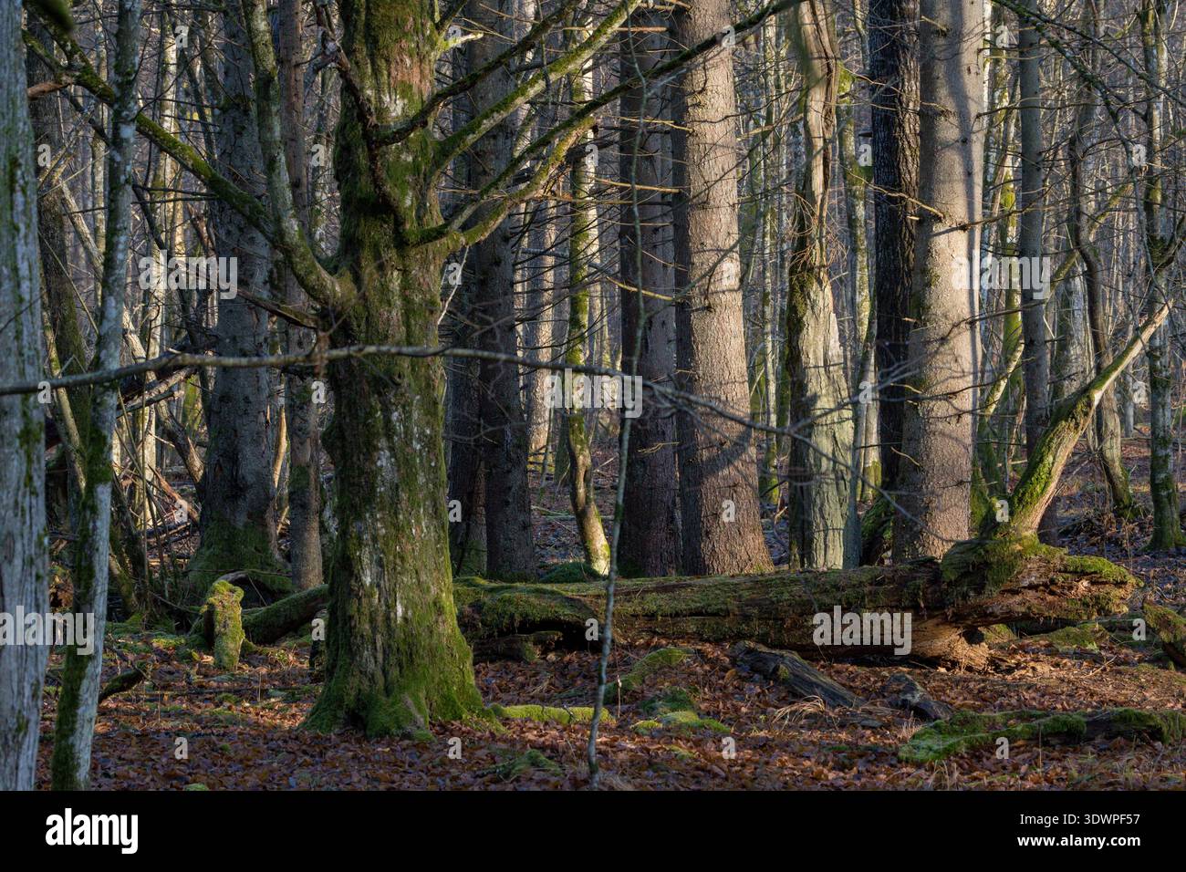 Forest floor with fallen leaves, decaying log, and tall trees capturing ...