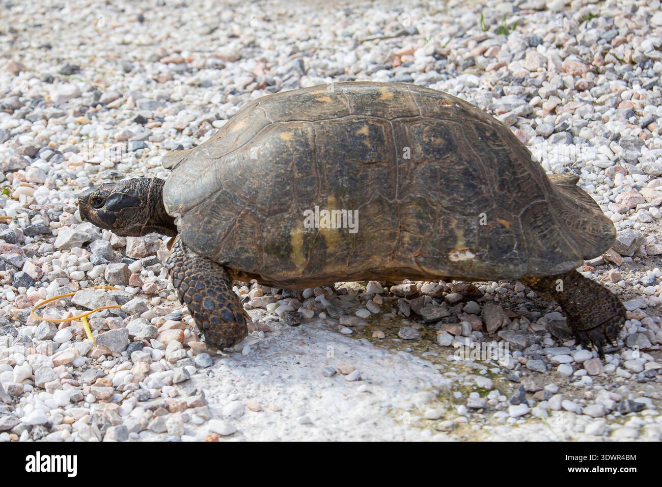 The marginated tortoise (Testudo marginata) is a species of tortoise in the  family Testudinidae. The species is endemic to Greece, Italy, and the Balk  Stock Photo - Alamy