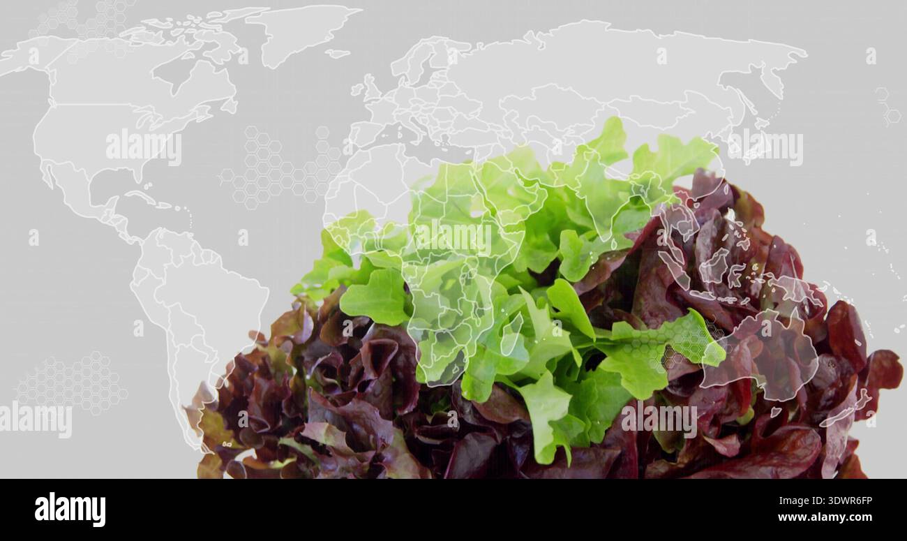 Displaying green and red leafy lettuce on light gray backdrop with world map overlay, hex pattern Stock Photo