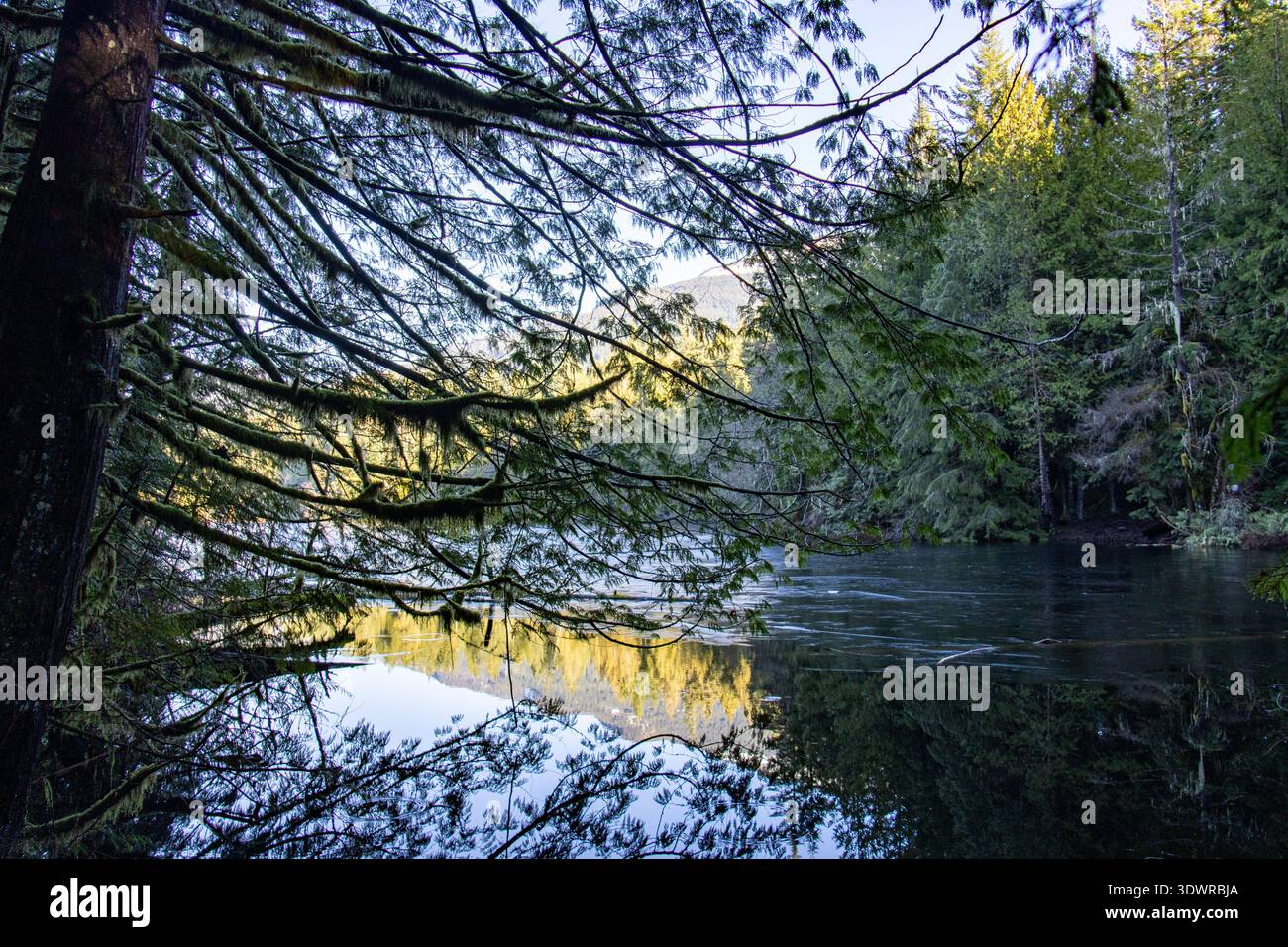 Mossy branches hanging over the icy surface of a frozen lake in Alice ...