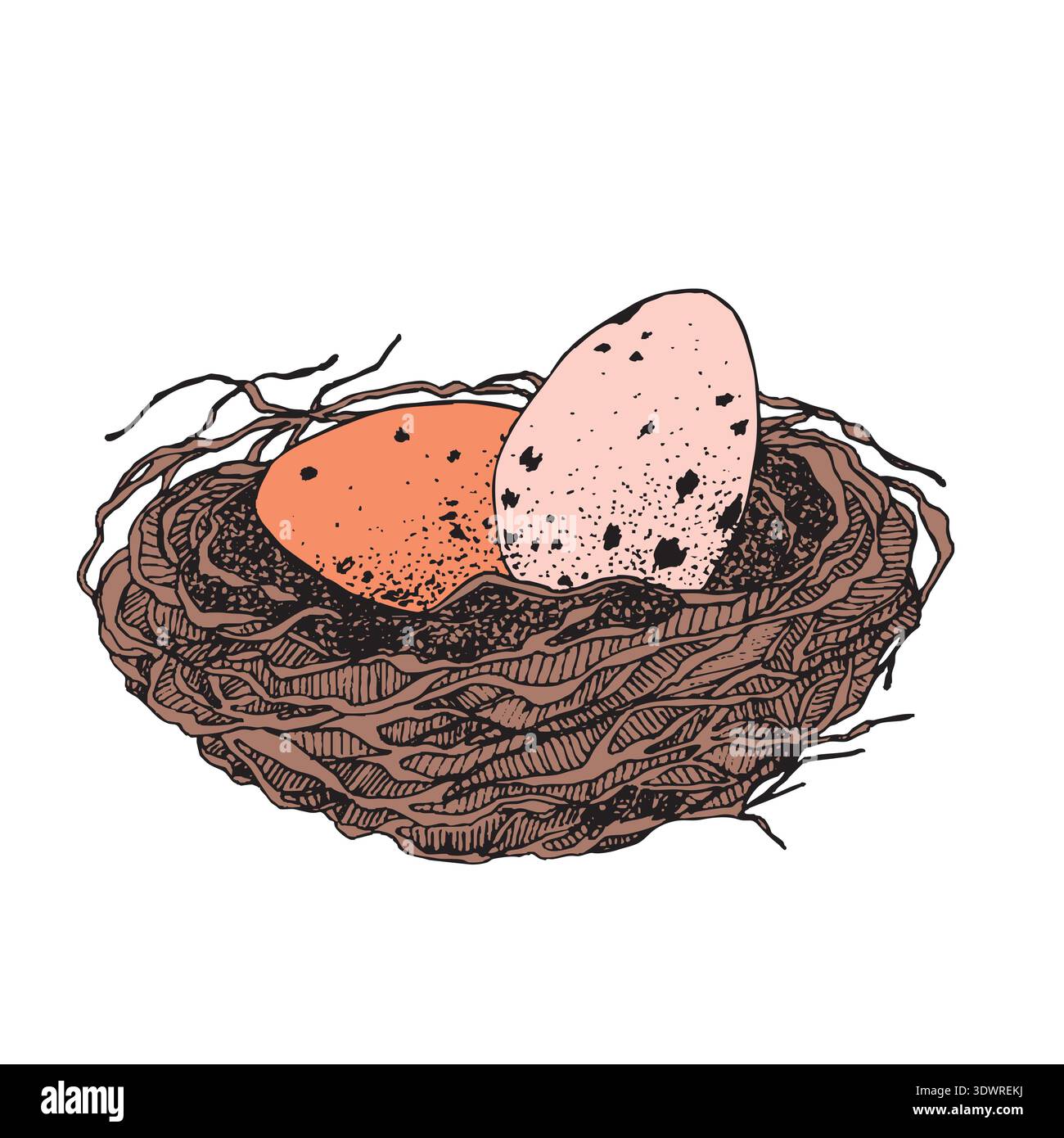 Bird nest with eggs. Easter hand drawn vector illustration, template design Stock Vector