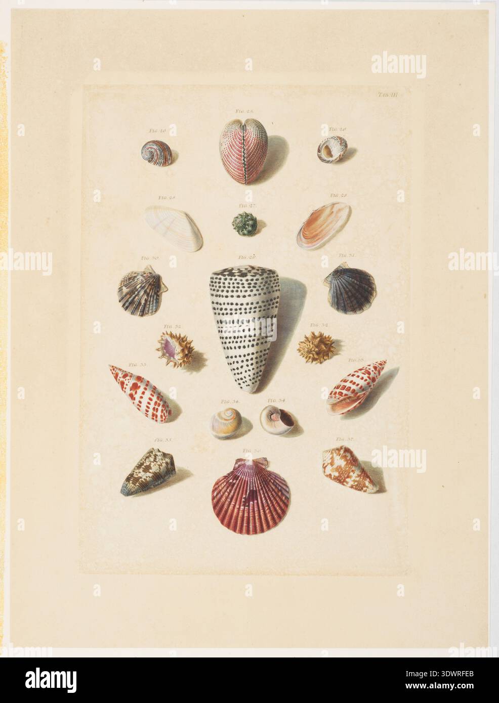 Cone shell illustration hi-res stock photography and images - Alamy