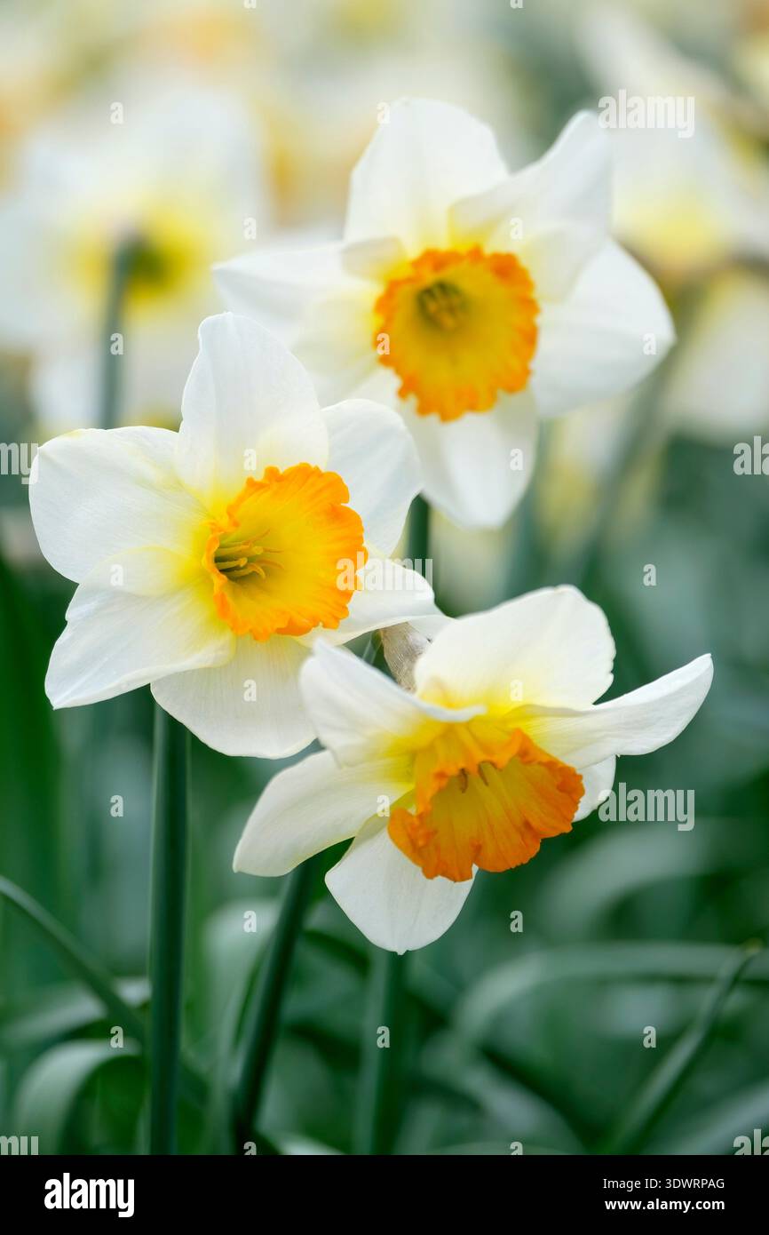 Narcissus Orange Sunset, daffodil Orange Sunset, white perianth orange trumpet, golden towards the base, Stock Photo