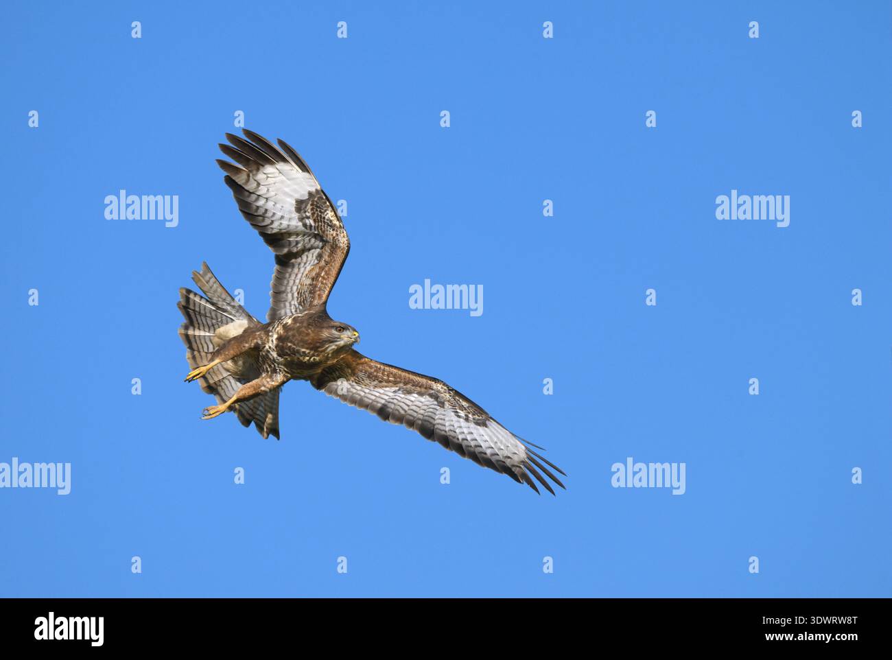 Common Buzzard - Buteo buteo Stock Photo