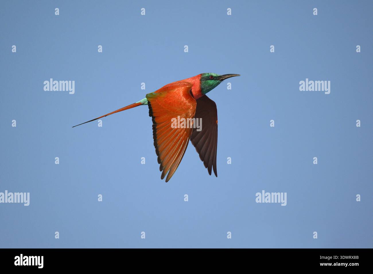 Northern Carmine Bee-eater - Merops nubicus Stock Photo