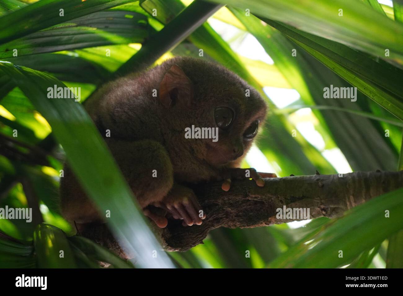 Closeup of a Philippine Tarsier in Bohol Tarsier Sanctuary Stock Photo ...