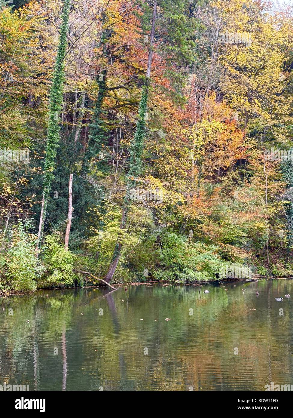 Autumn forest reflected in a calm lake, colorful fall foliage along the shoreline creating a peaceful woodland landscape. - Smartphone Captured Stock Image