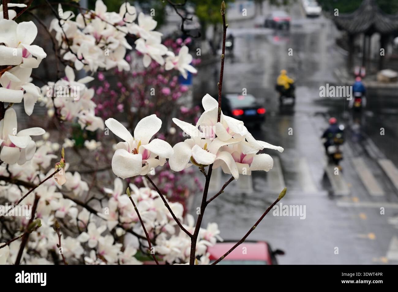 Magnolia flowers bloom in Wucheng District's Bayong Park during spring ...