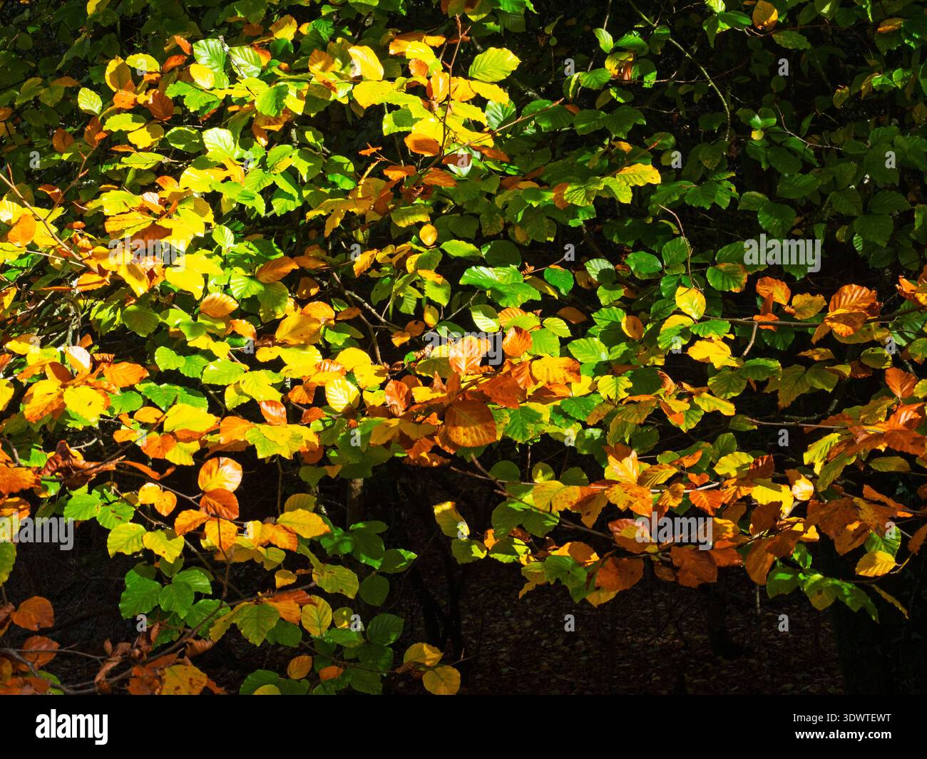 Beech Fagus sylvatica leaves in autumn, Set Thornes Inclosure, New Forest  National Park, Hampshire, England, UK, November 2024 Stock Photo - Alamy