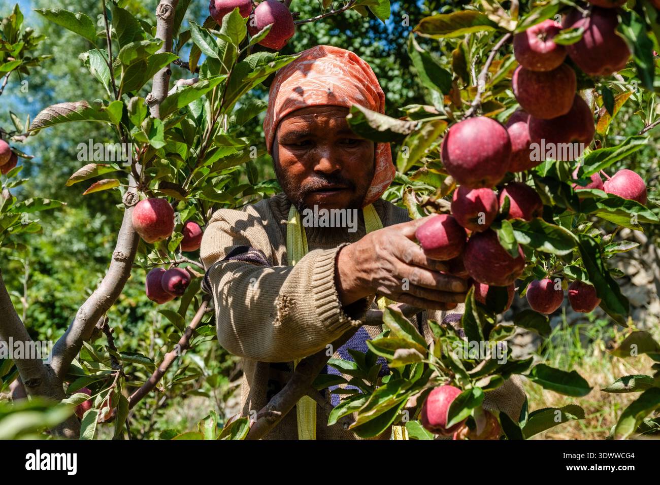 A worker carefully picks ripe Royal apples from a branch in an orchard in Roghi, surrounded by dense green foliage and fruit. Stock Photo