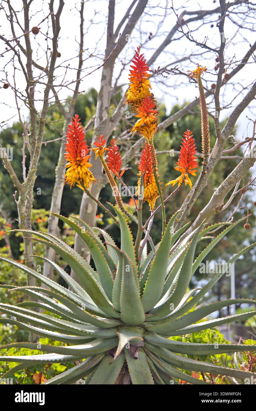 Vibrant red and orange Aloe Vera flower spike against a bright sky. Exotic  succulent blossom typical for the Canary Islands, captured in sharp detail  Stock Photo - Alamy