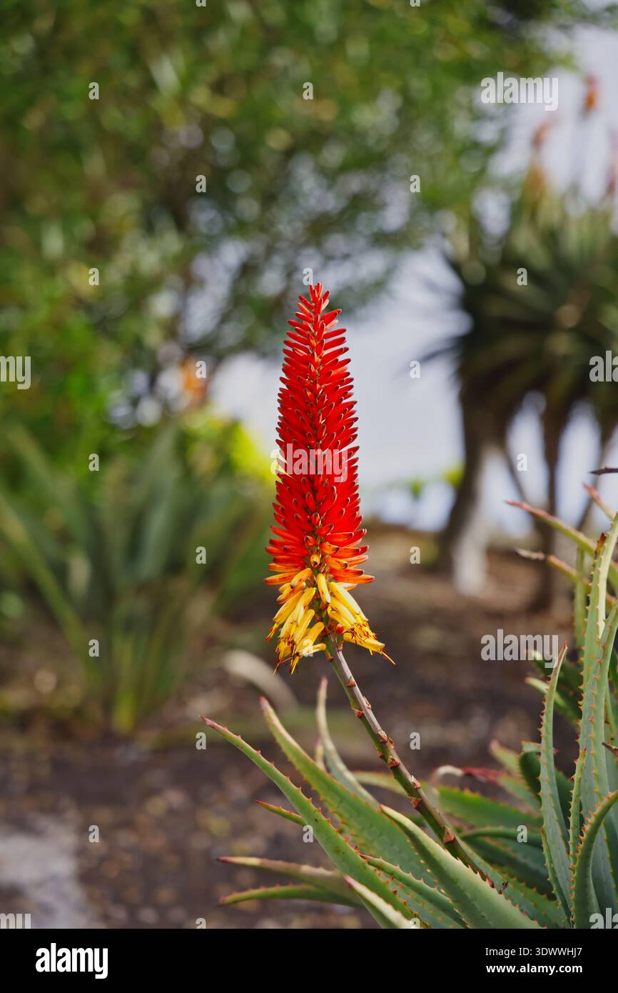 aloe via aloe vera propolis creme LR Aloe Vera Refreshing Gel Cream