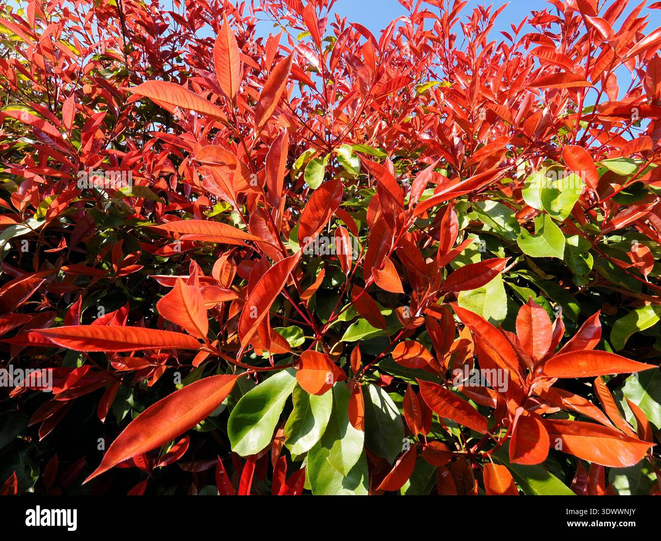 Red green leaves photinia hedge hi-res stock photography and images - Alamy
