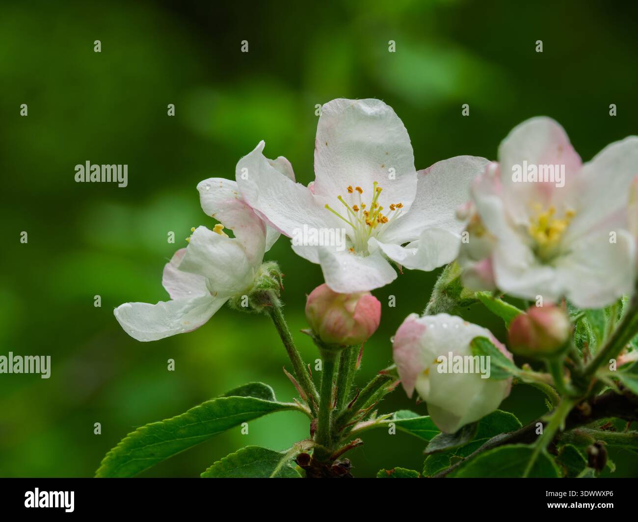 Blooming apple blossoms, Quebec,Canada Stock Photo