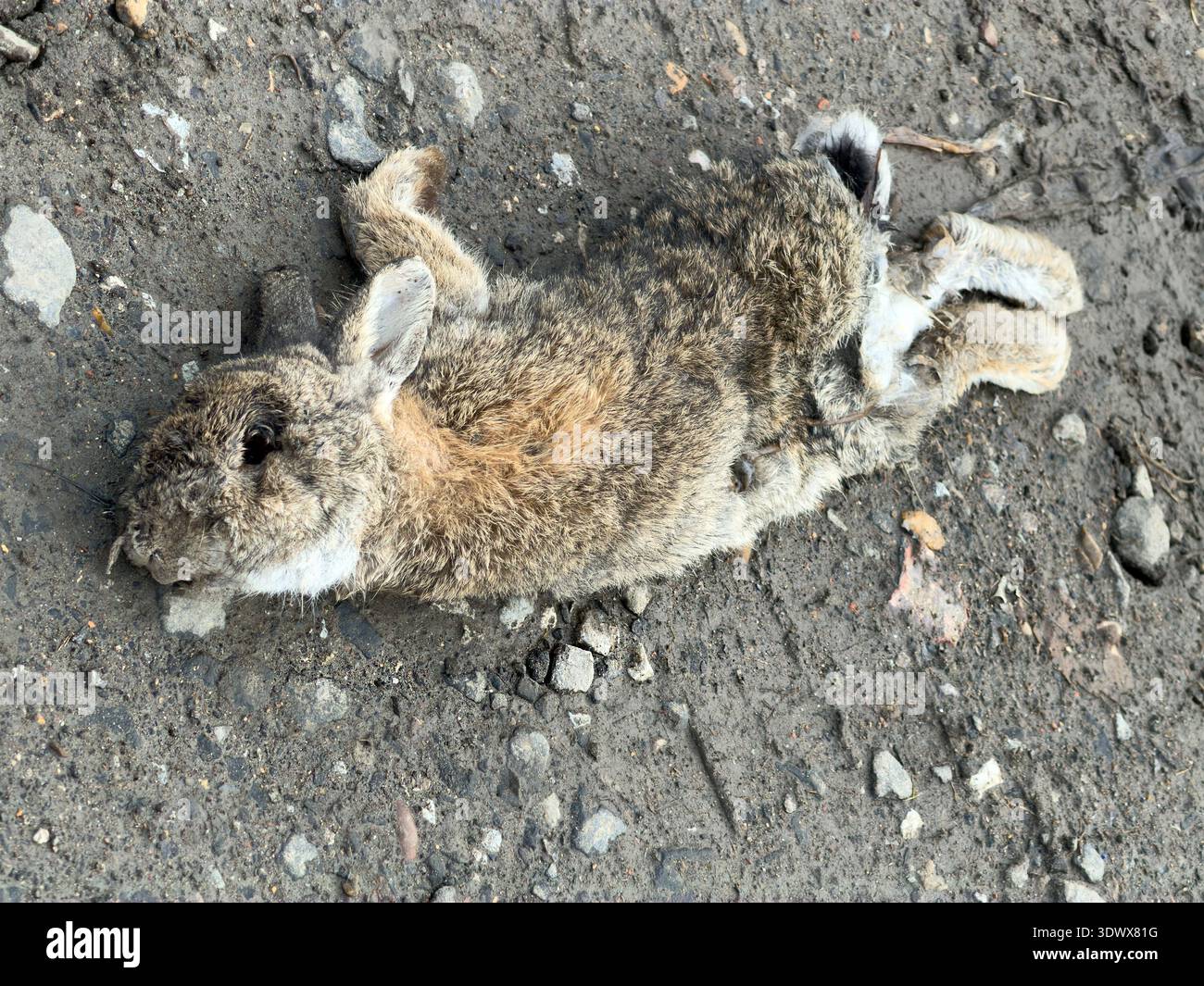 Deceased wild rabbit lying on dark, rough ground with gravel and small stones visible - Smartphone Captured Stock Image