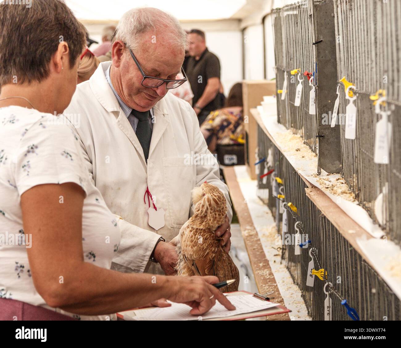Judge chicken poultry show in hi-res stock photography and images - Alamy