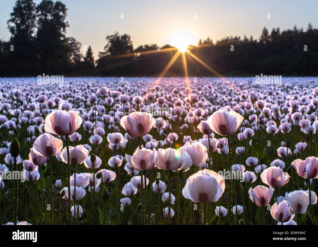 Secret opium poppy field hi-res stock photography and images - Alamy