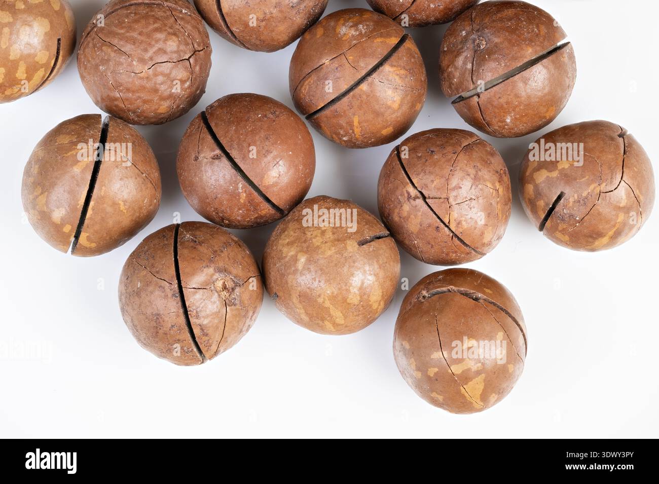 Close up macadamia nuts in shell, tight cluster showing cracked seams, matte brown shells, coarse texture, clean white background, gourmet ingredient Stock Photo
