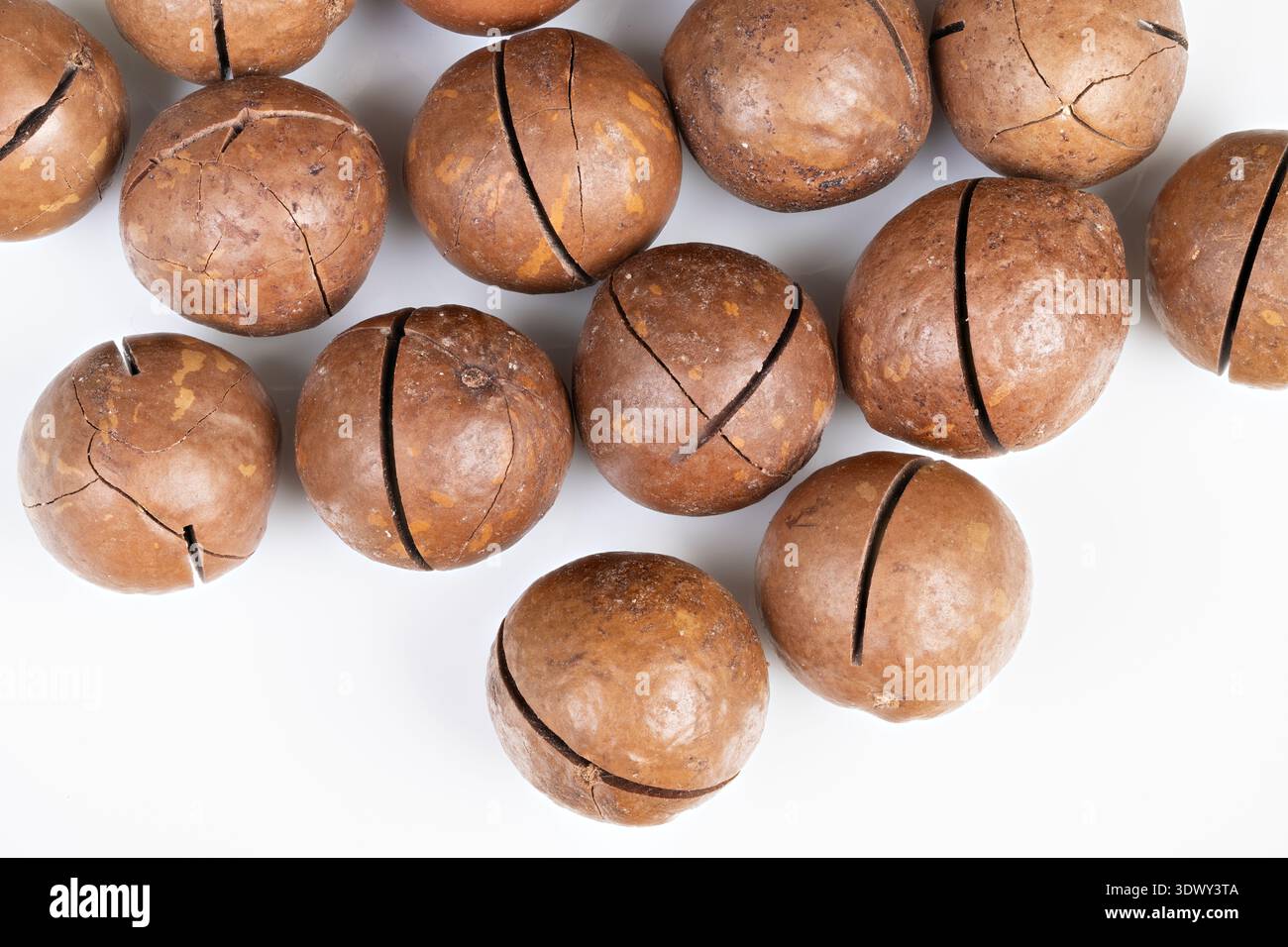 Scattered macadamia nuts on white, isolated arrangement with varied shell tones, sharp focus and negative space, recipe and ingredient concept Stock Photo