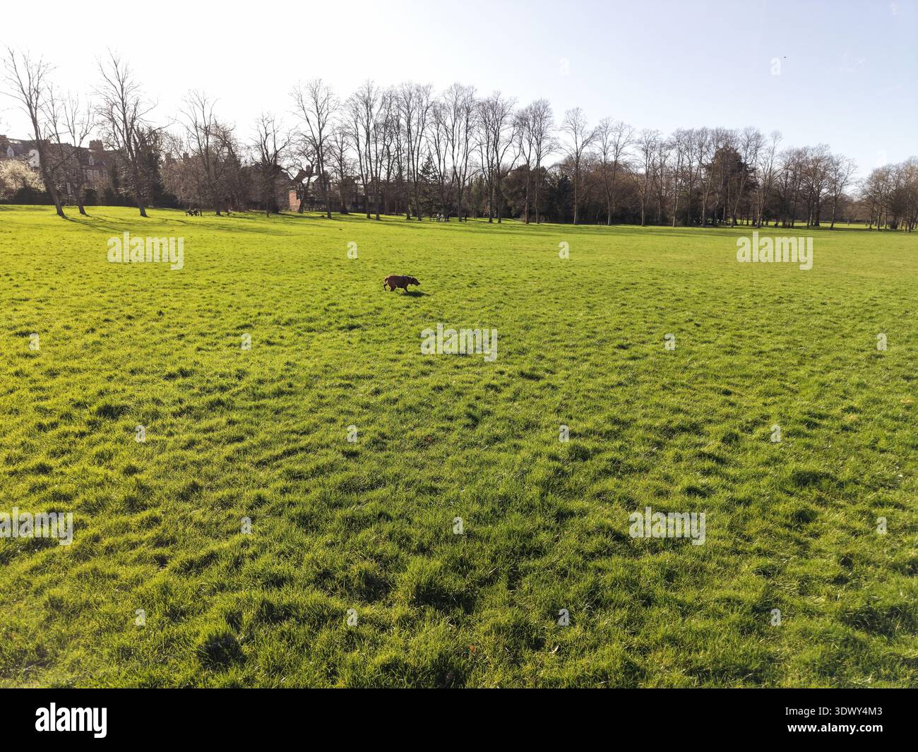 Dense Grass Surface Seen From Above with dog Stock Photo