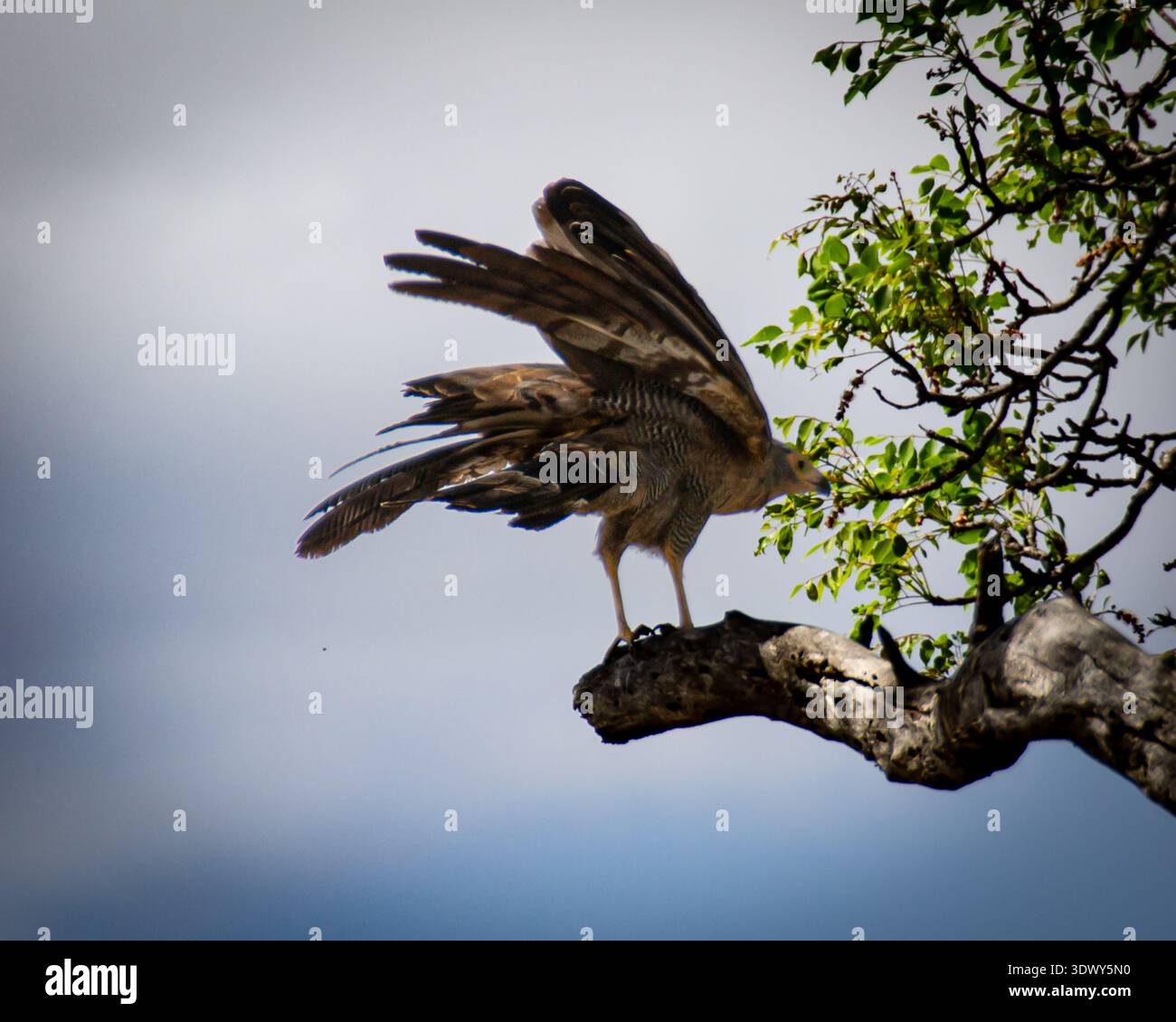 African harrier hawk hi-res stock photography and images - Alamy