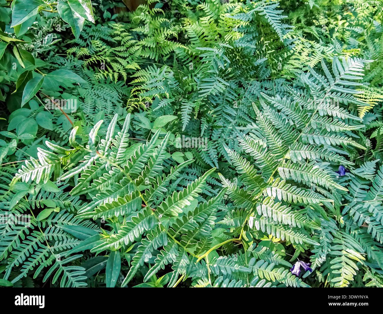 Pinnate structure hi-res stock photography and images - Alamy