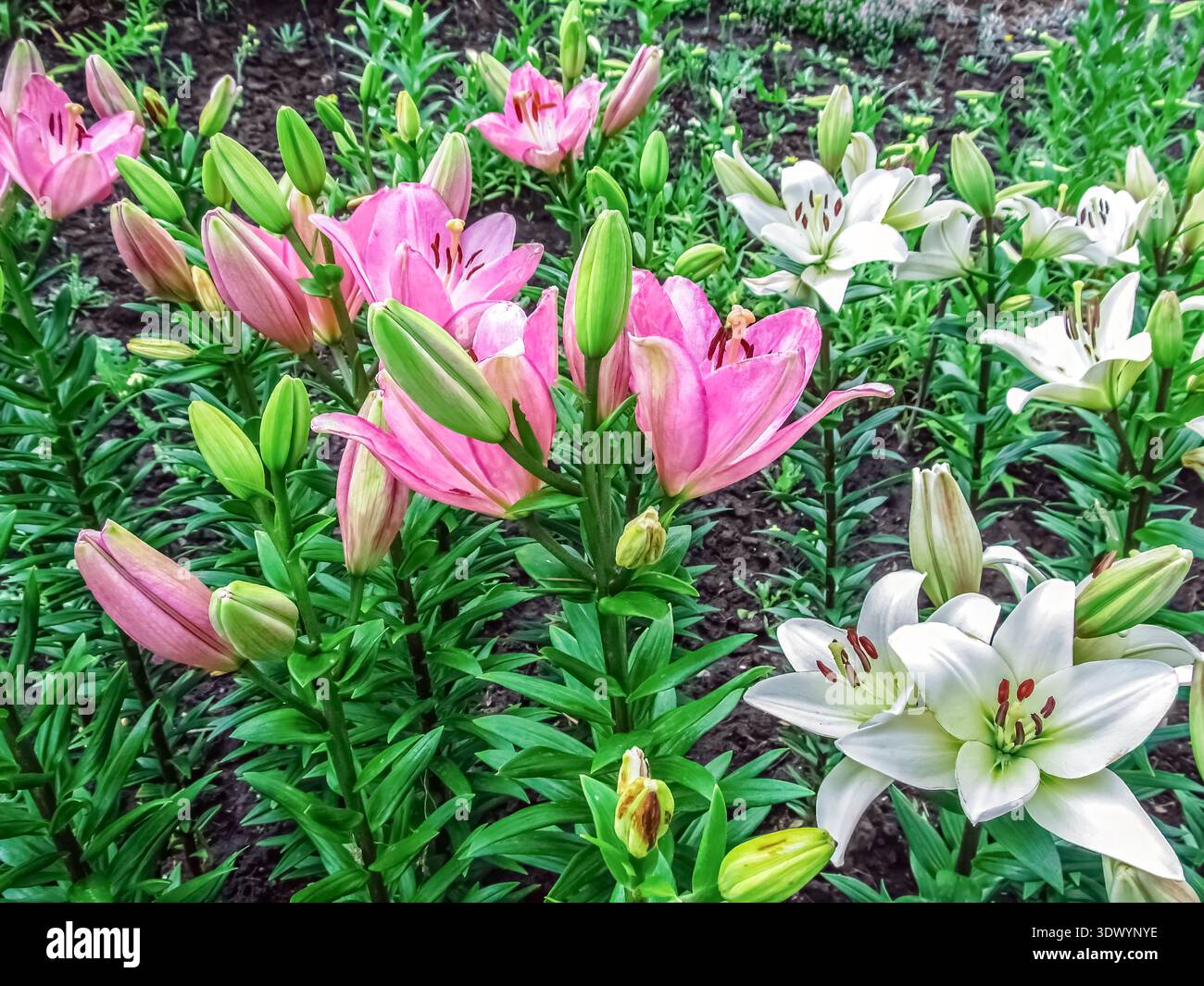 Pink and white Asiatic Lilies bloom in a garden bed with many green buds.  Vibrant mix of colors creates a lush, fresh, floral background for summer  Stock Photo - Alamy
