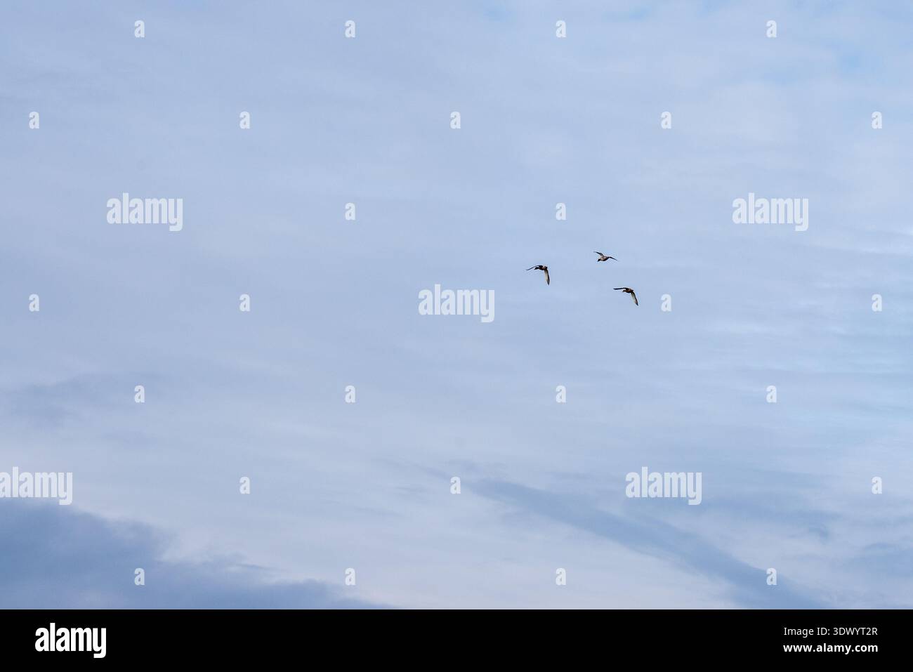 Flock birds flying across clear hi-res stock photography and images - Alamy