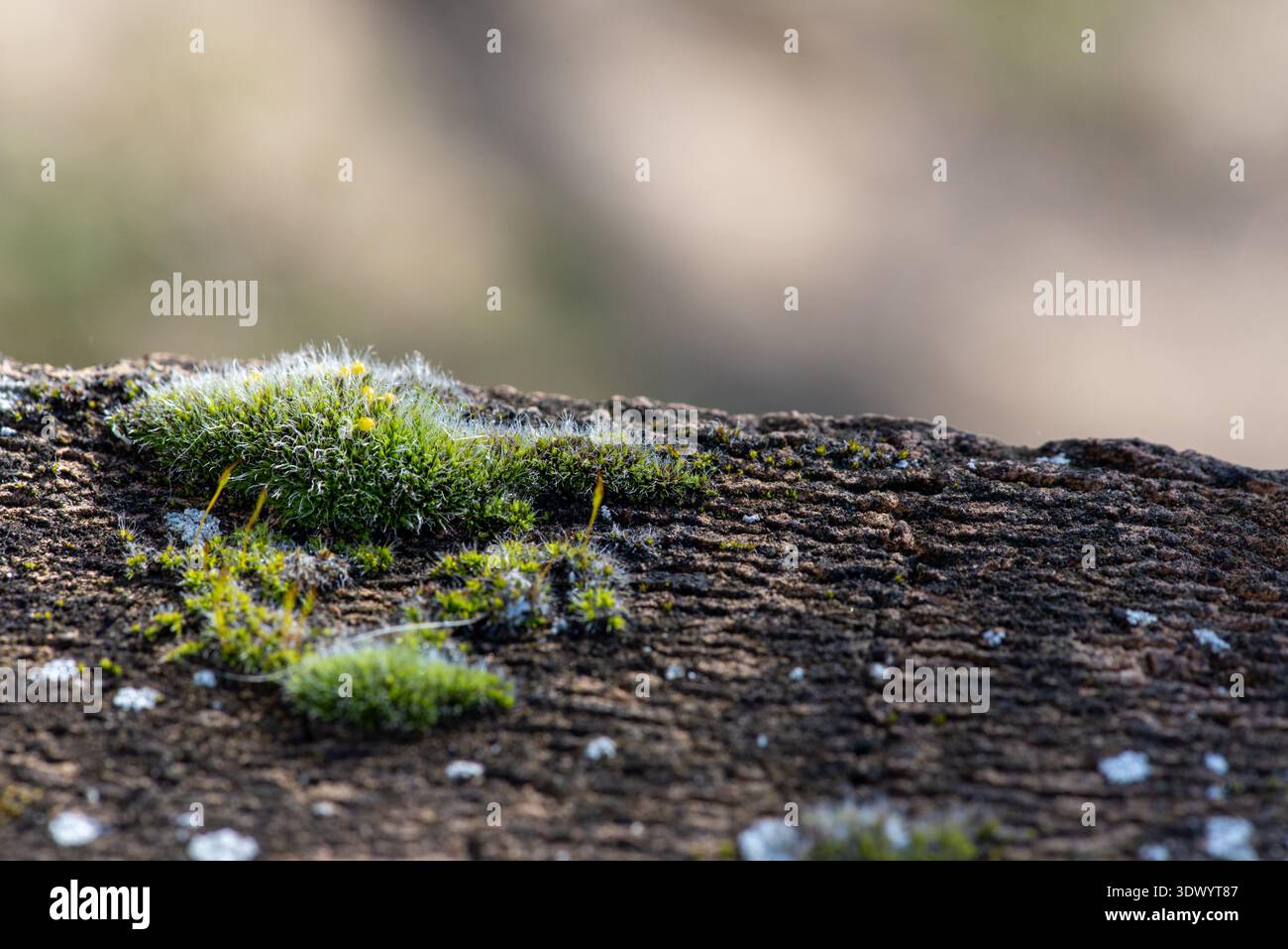 Green Moss Growing on Old Brick Wall Macro Texture Background Stock Photo