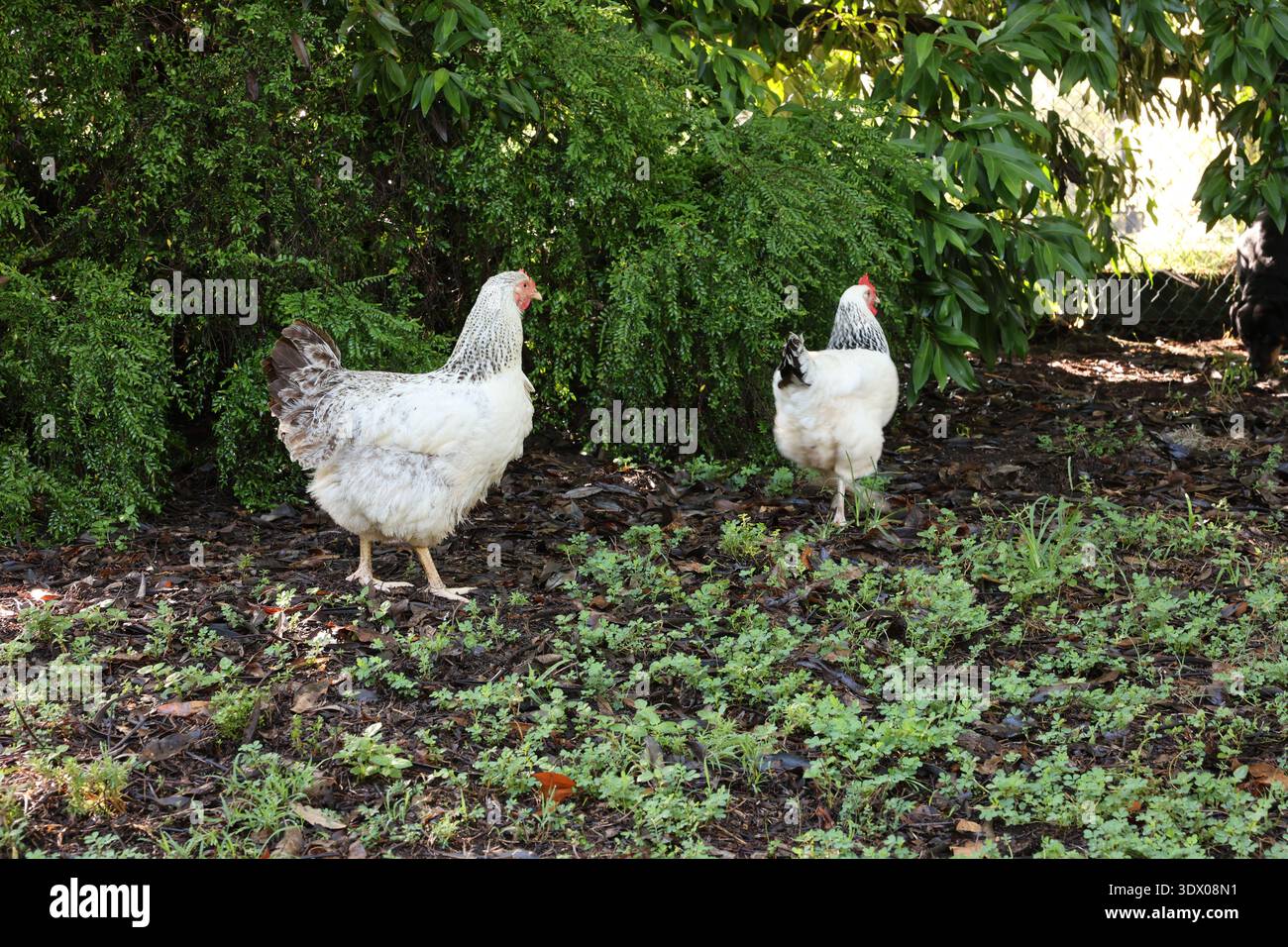 Two free-range chickens walking in a garden with greenery and natural ground cover. Stock Photo