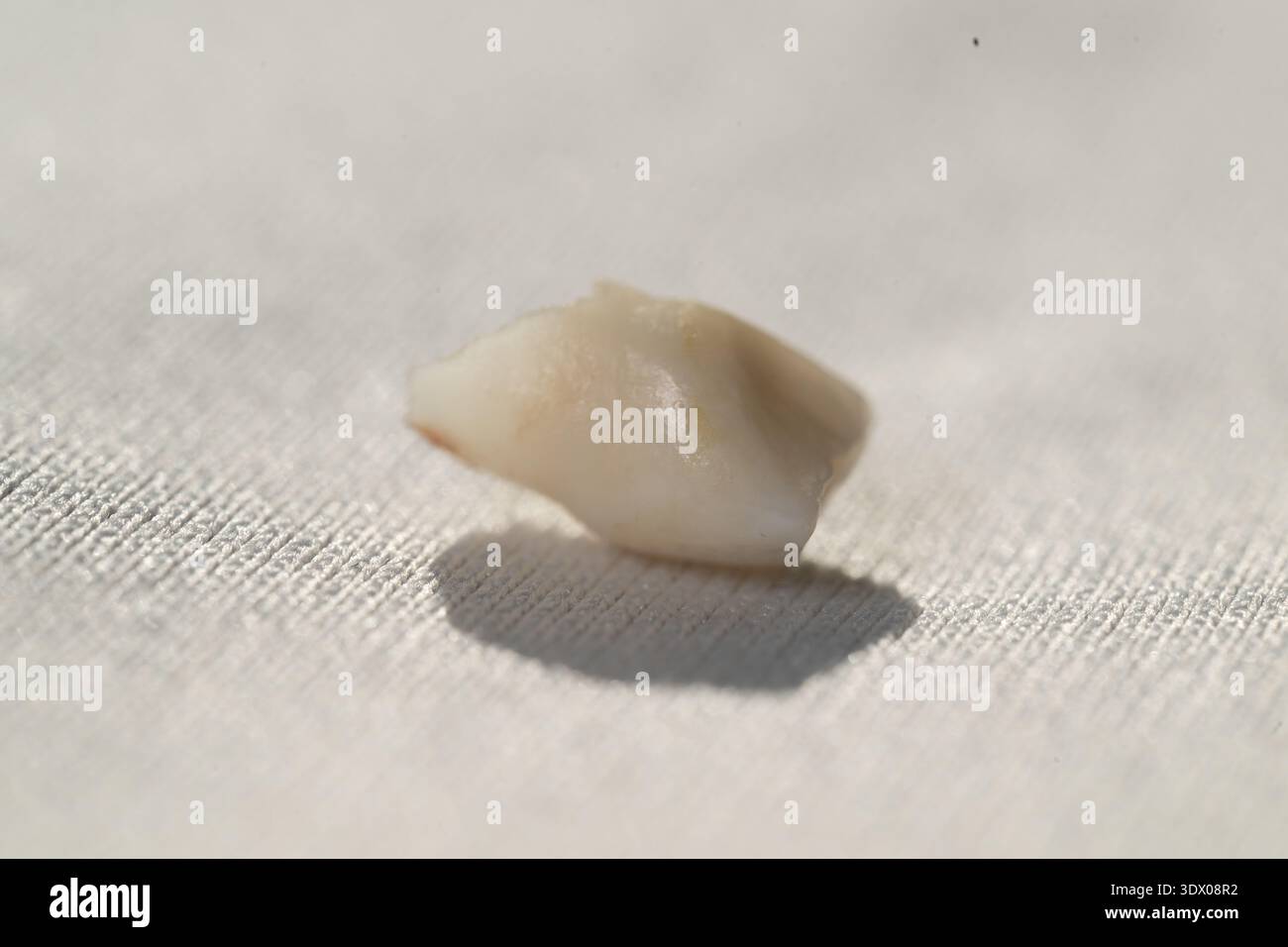 Macro studio photograph of a human baby tooth (deciduous tooth) showing ...