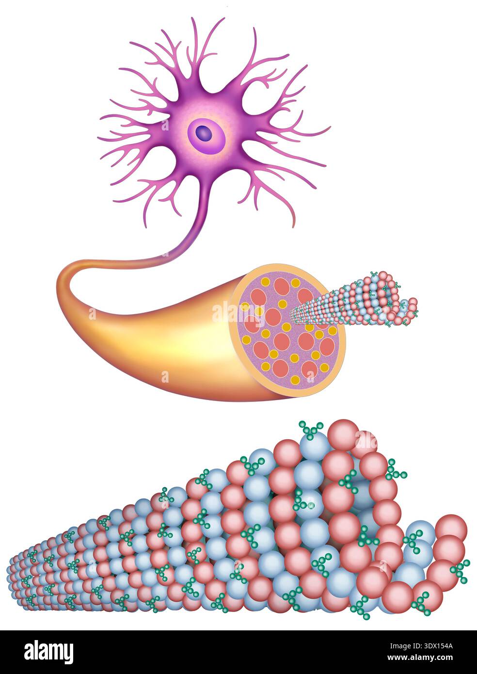 Neurofilaments and neuronal microtubules, illustration. Neurofilaments ...