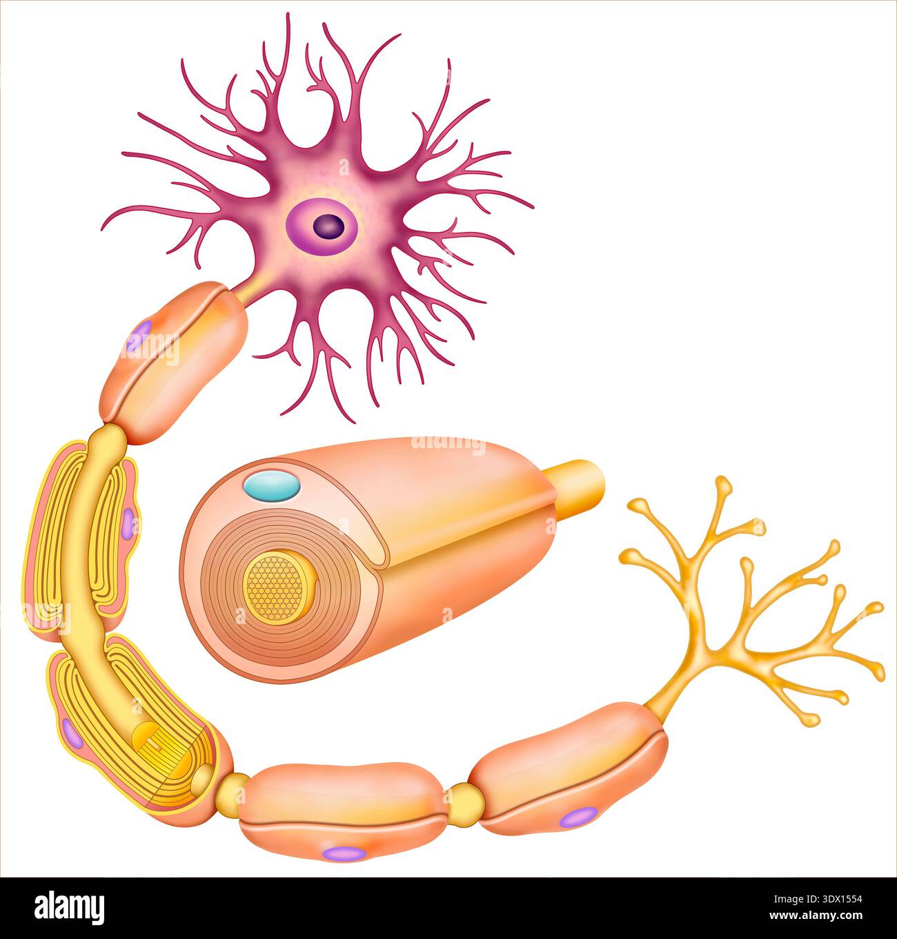 Neuron and myelin sheath anatomy, illustration. The neuron is the ...