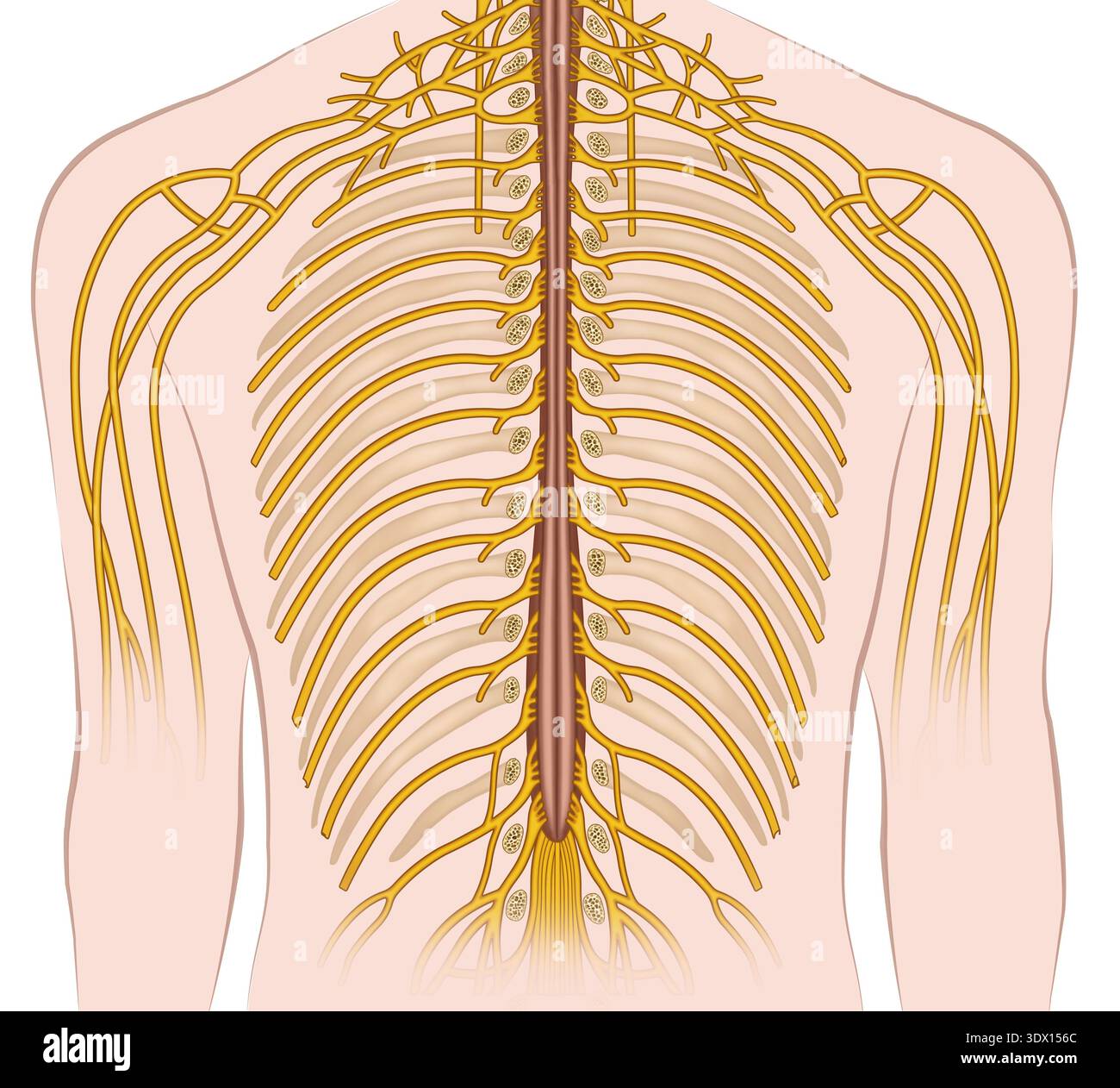 Branching of the thoracic spinal nerves, illustration. The thoracic ...