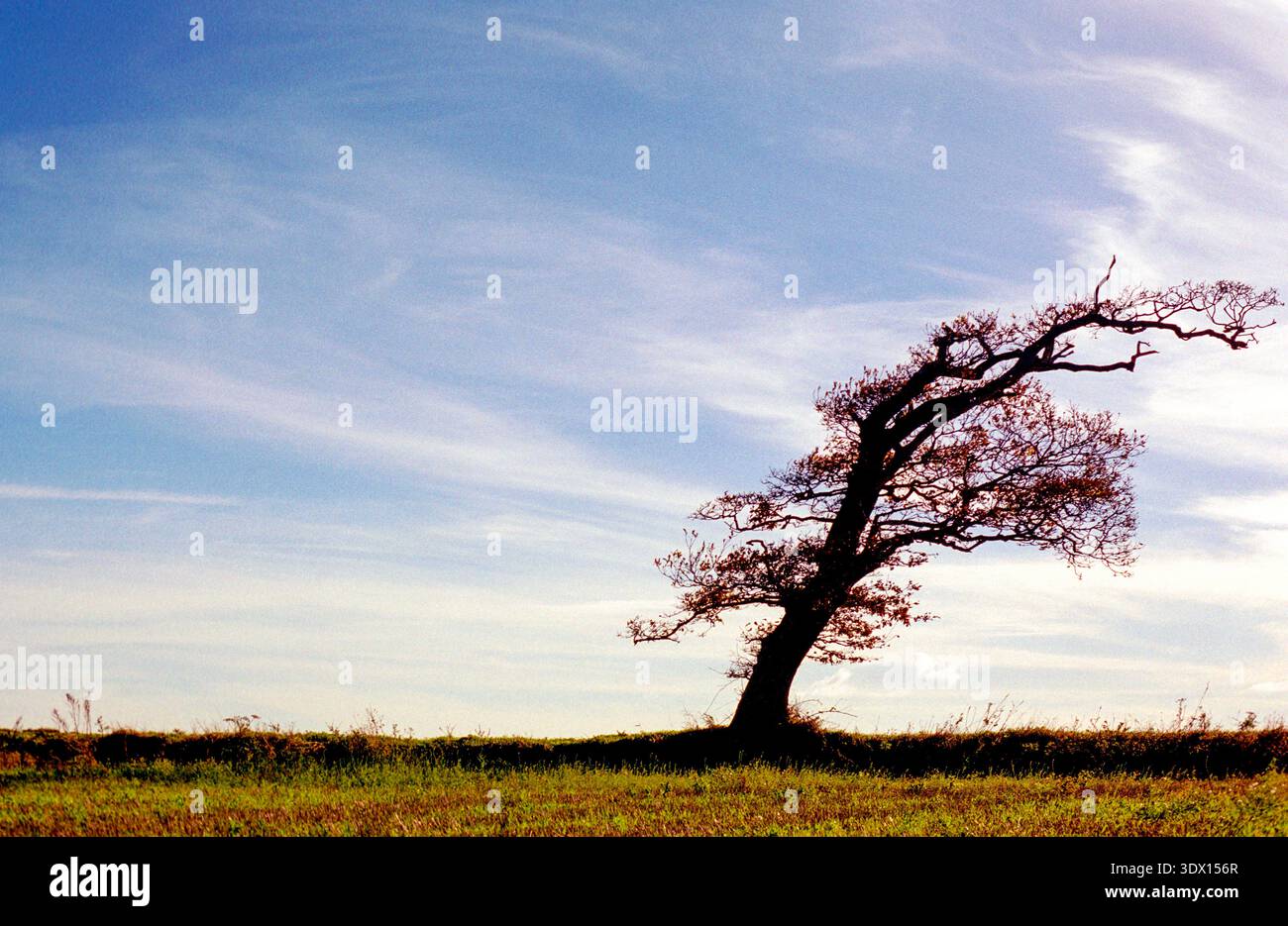 Wind-blown tree. Stock Photo
