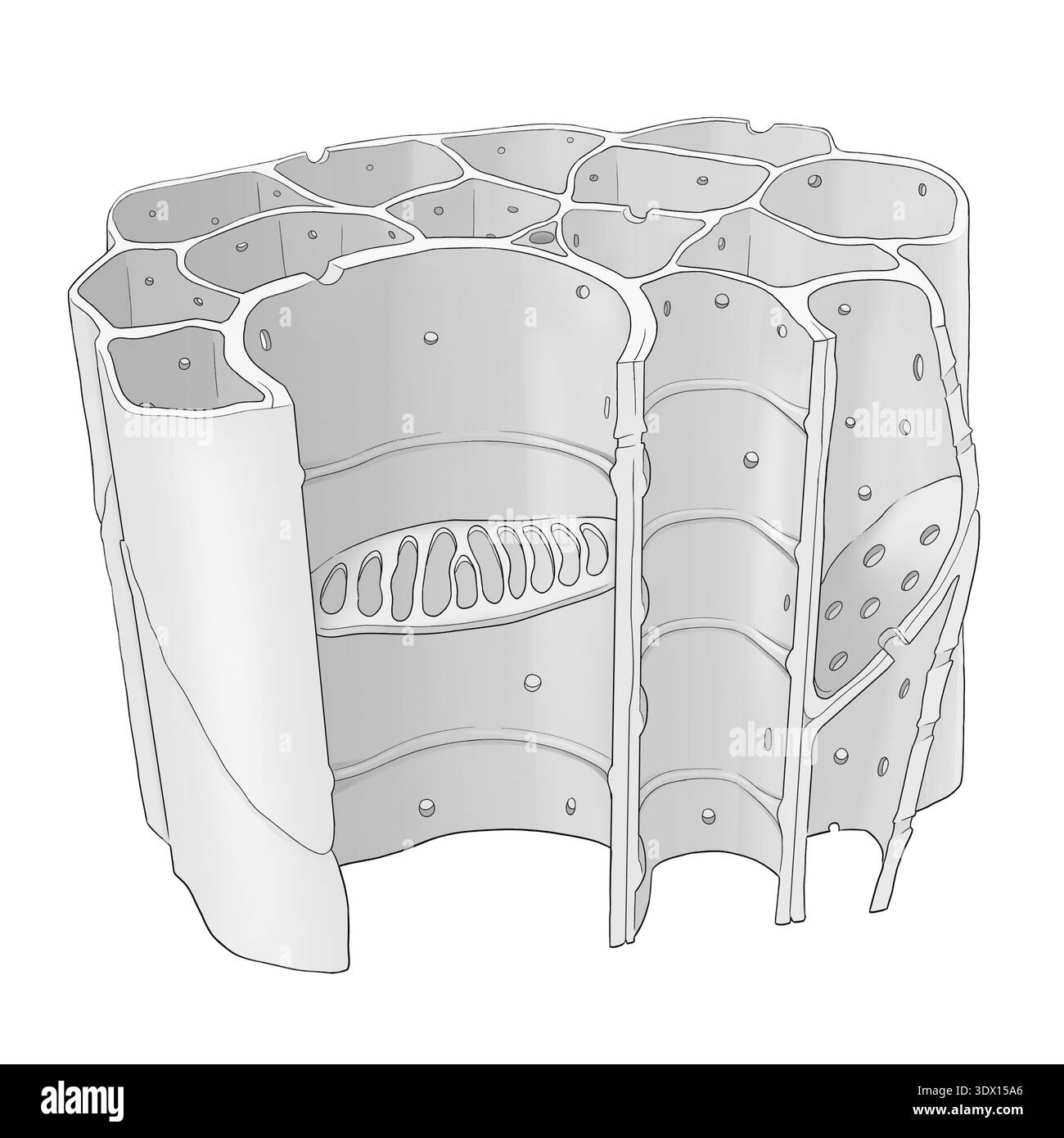 Illustration of plant xylem tissue showing the vessels and tracheids ...