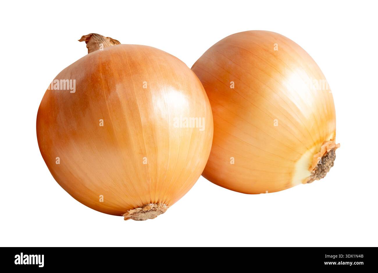 Two bulbs of white or big onions in stack are isolated on white background with clipping path. Stock Photo