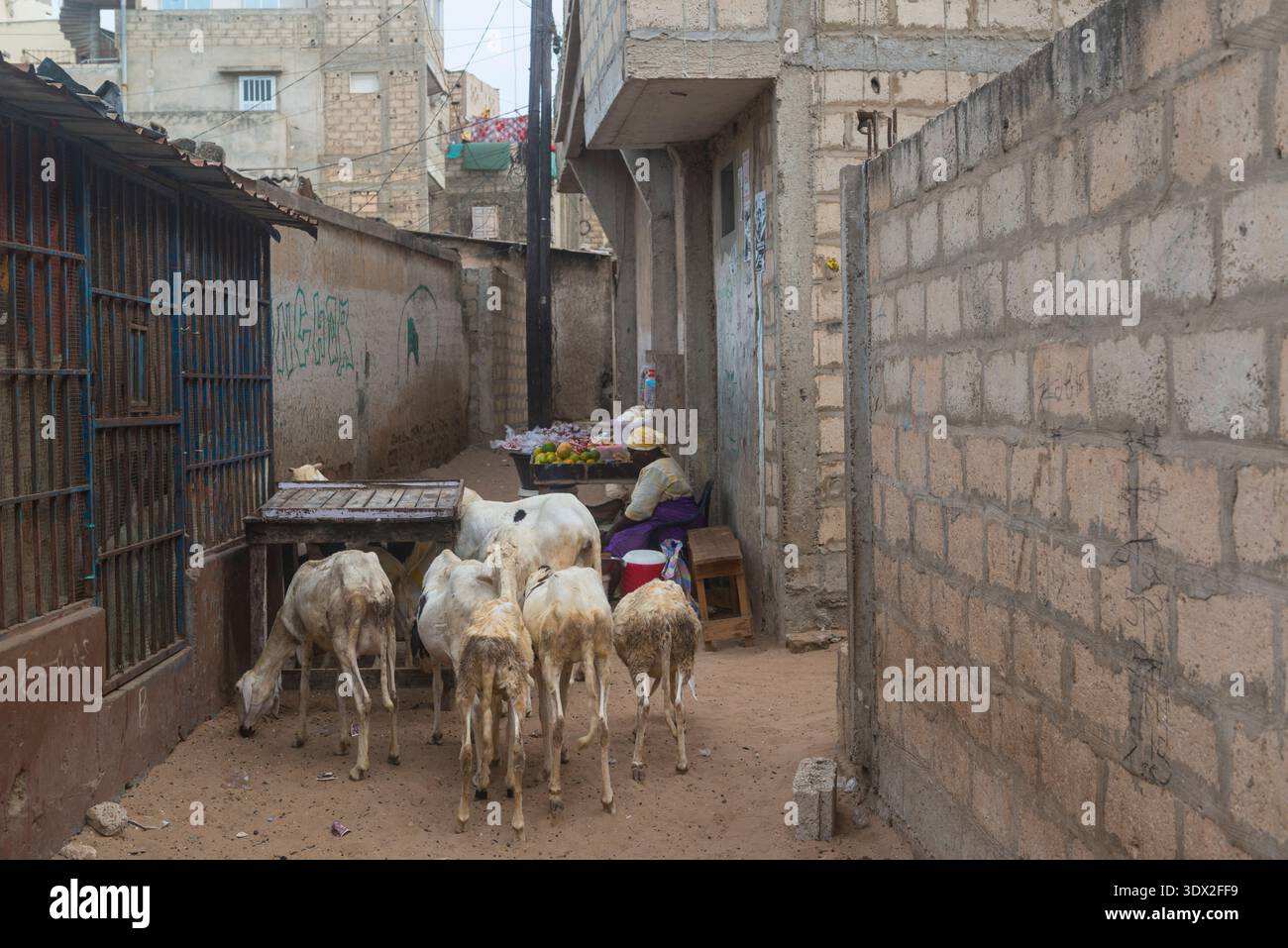 Narrow dark alleyway with female fruit seller and small group of sheep in Dakar, Senegal. Stock Photo