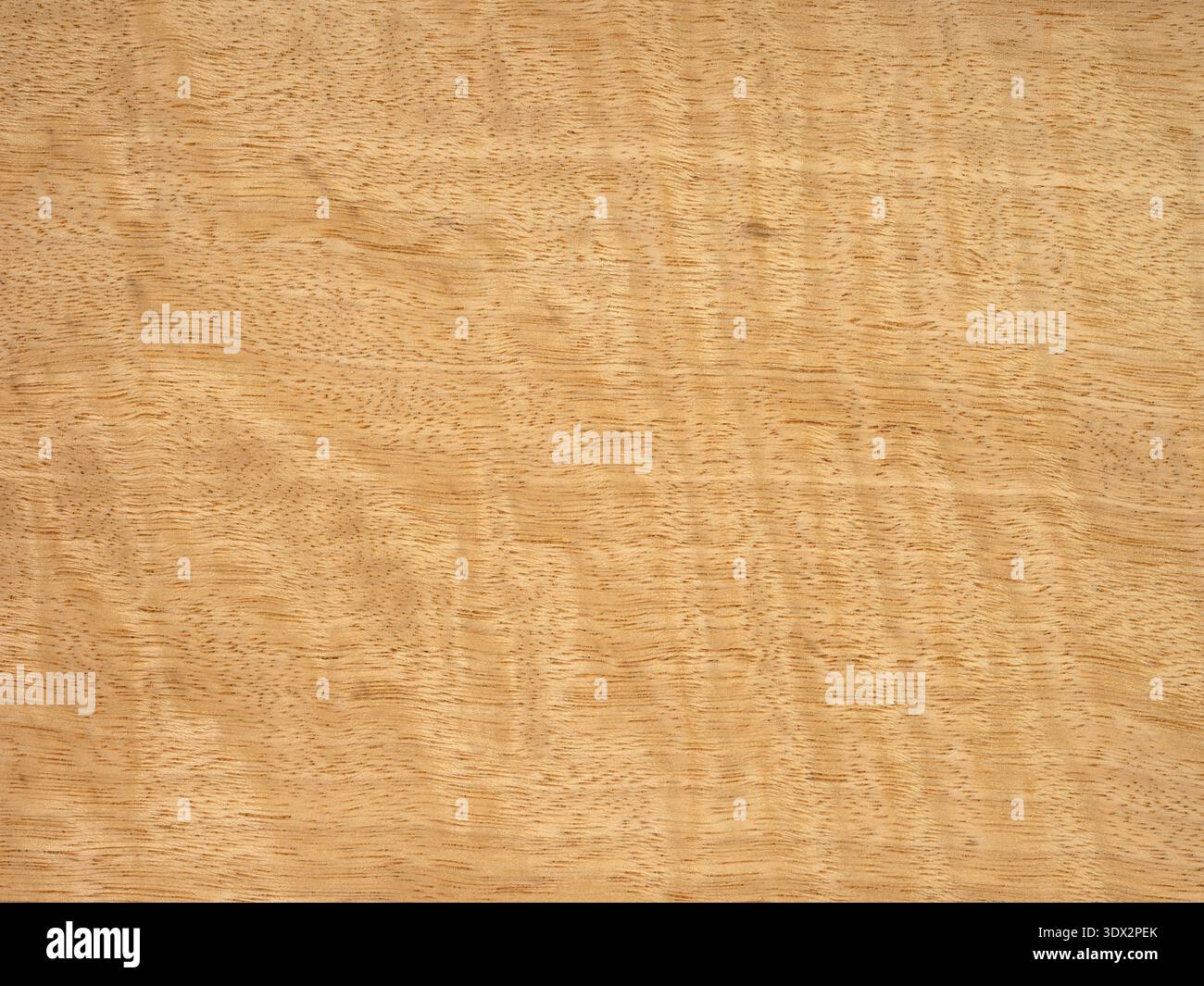Golden hues of movingui frise veneer with a silky wood texture Stock Photo