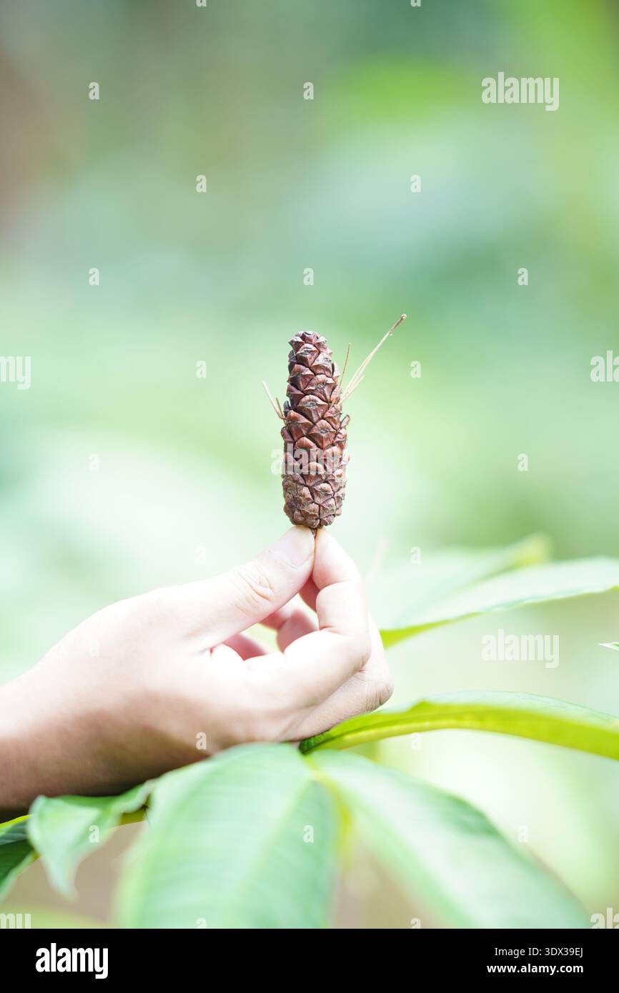 Hand holding rubber fruit in plantation Stock Photo
