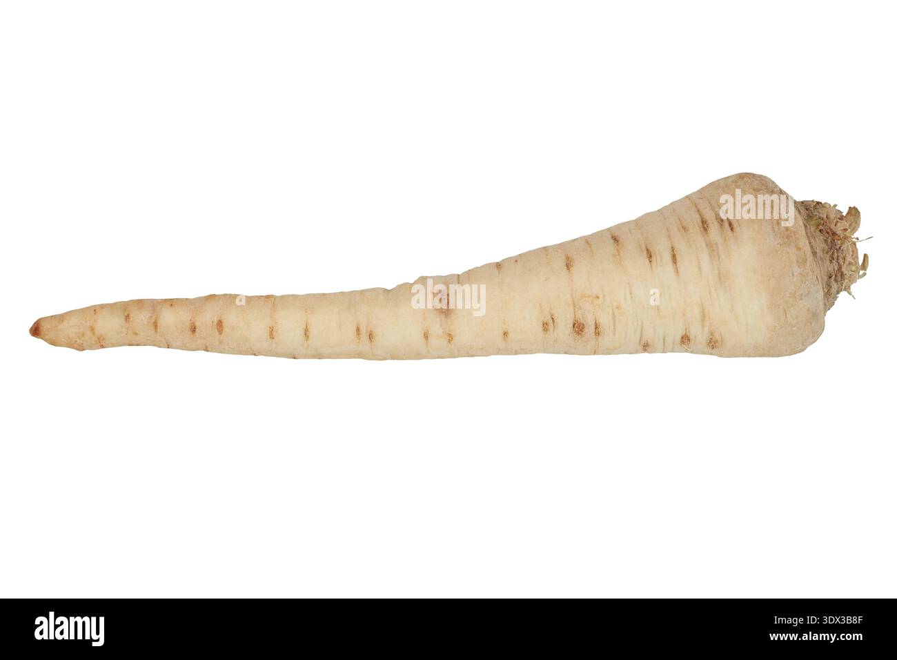 Parsley root isolated on white background Stock Photo