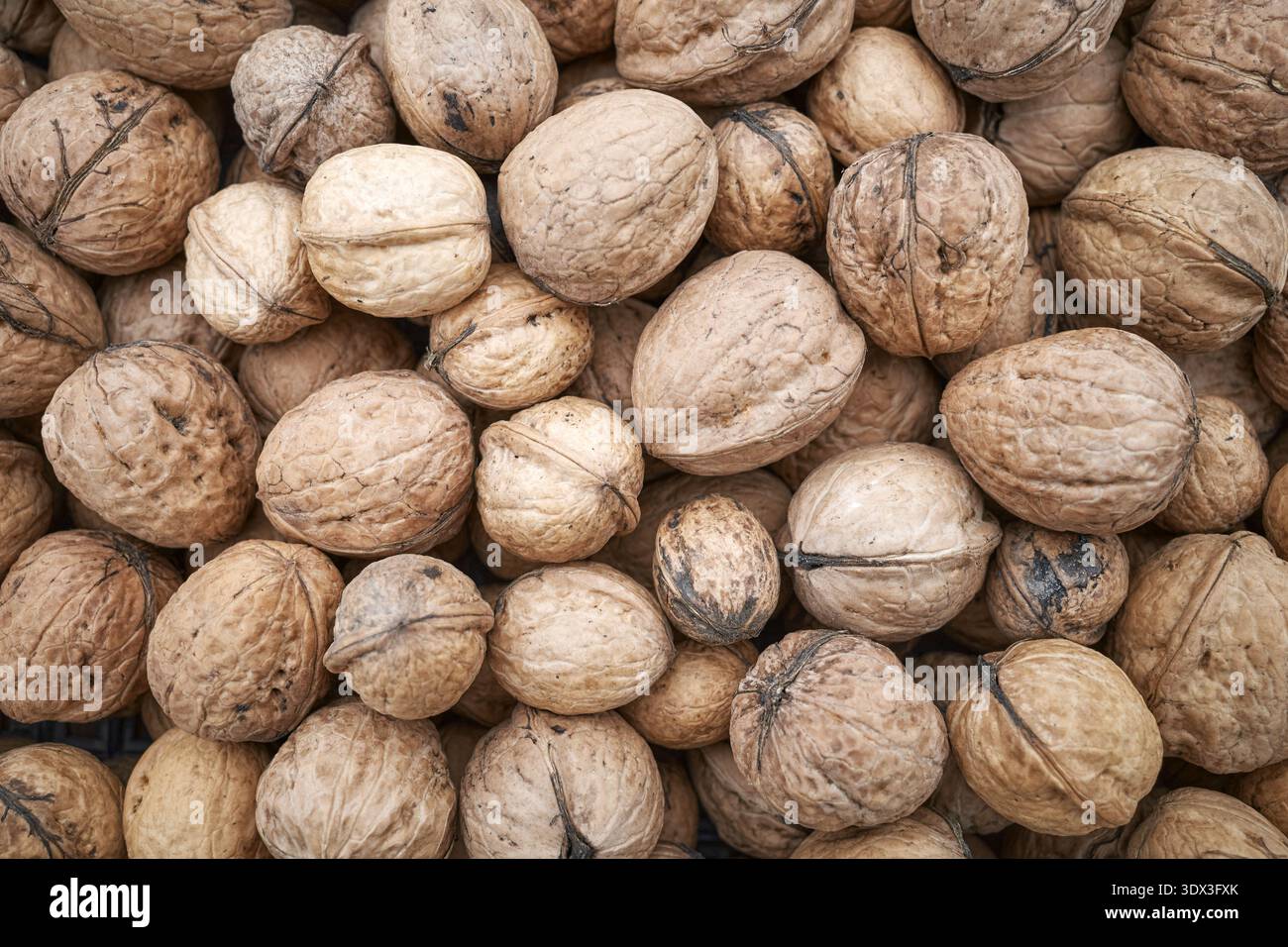 Close up photo walnuts, selective focus. Stock Photo