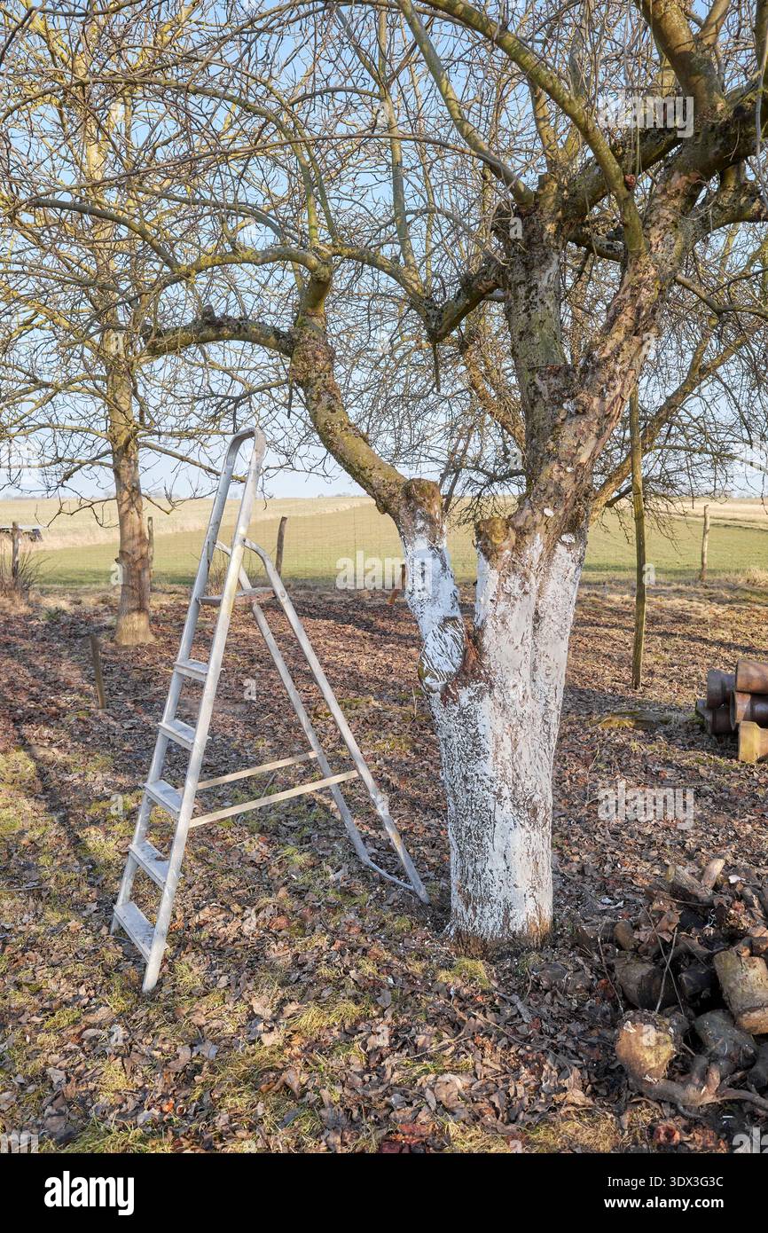 Limewashed fruit tree in an orchard. Stock Photo